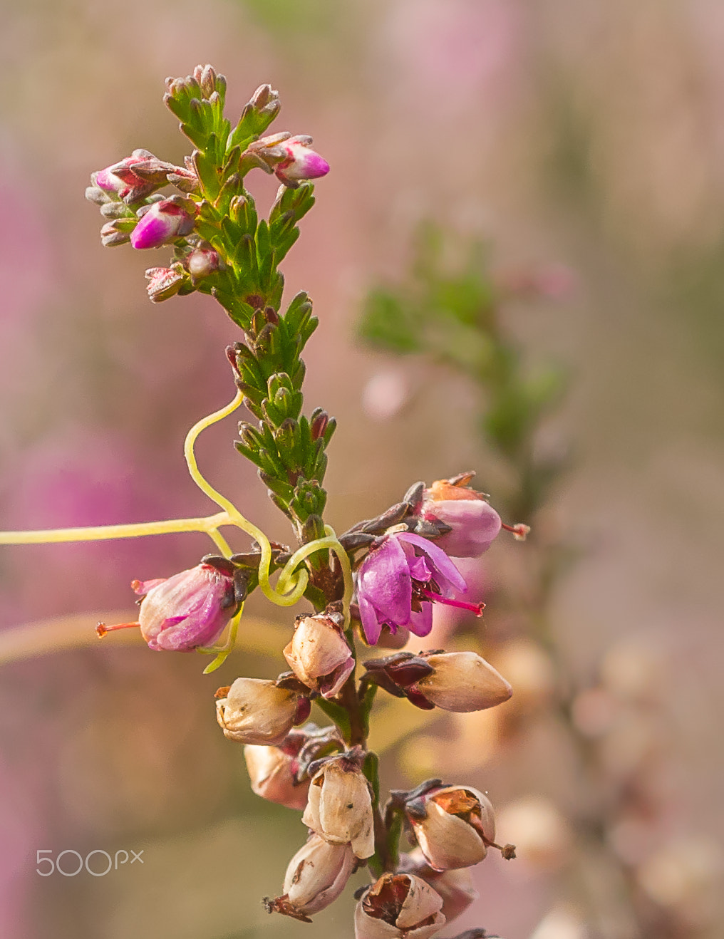 Nikon D7000 + Sigma 50mm F2.8 EX DG Macro sample photo. Common heather with climbing corydalis photography