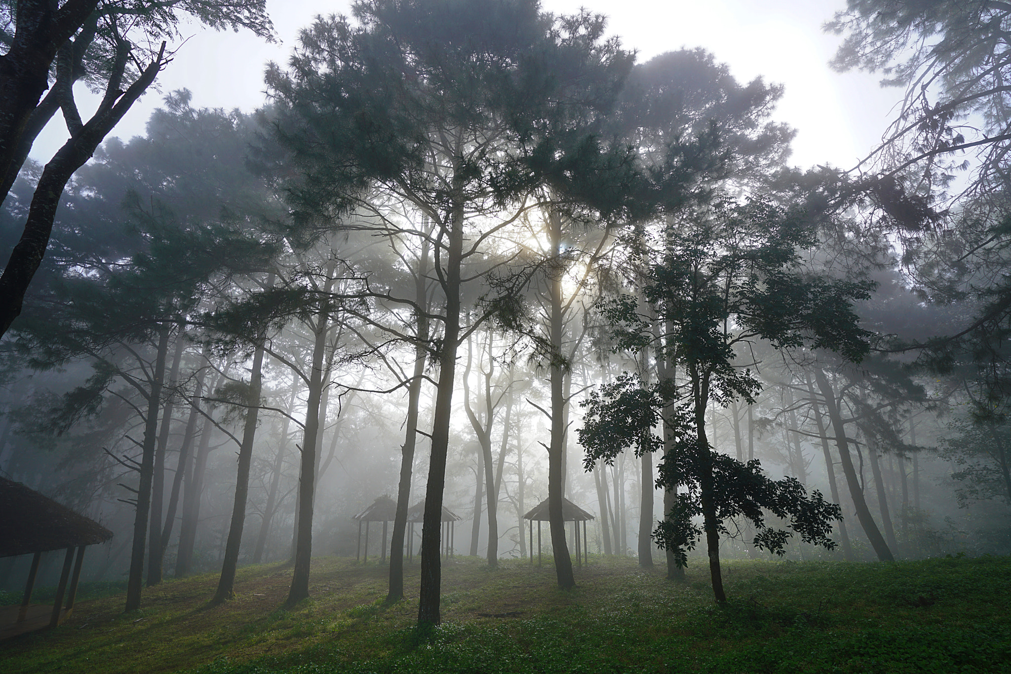 Sony a7R II + Sony Vario-Tessar T* FE 16-35mm F4 ZA OSS sample photo. Morning in the mist. photography