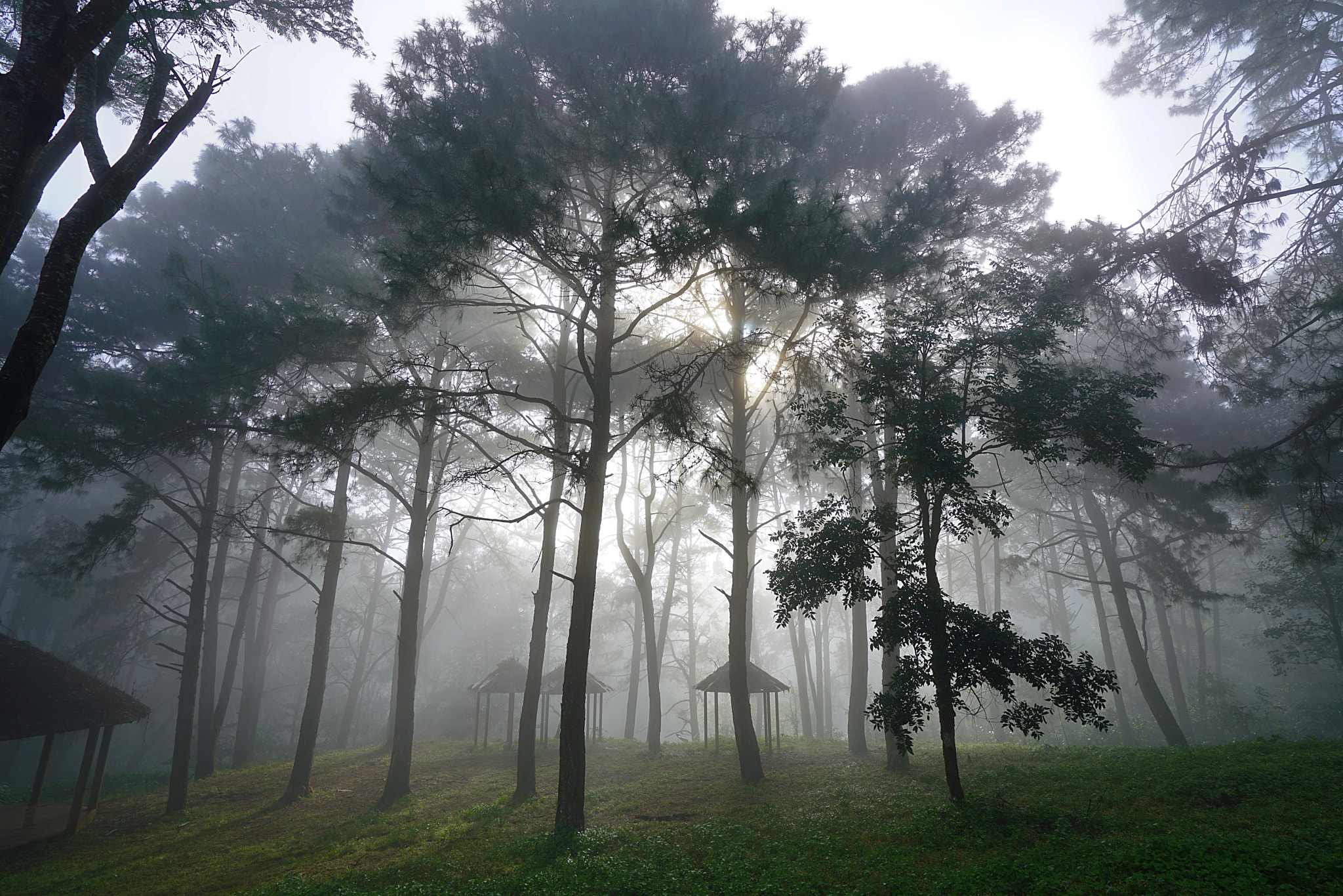 Sony a7R II sample photo. Morning in the mist. photography