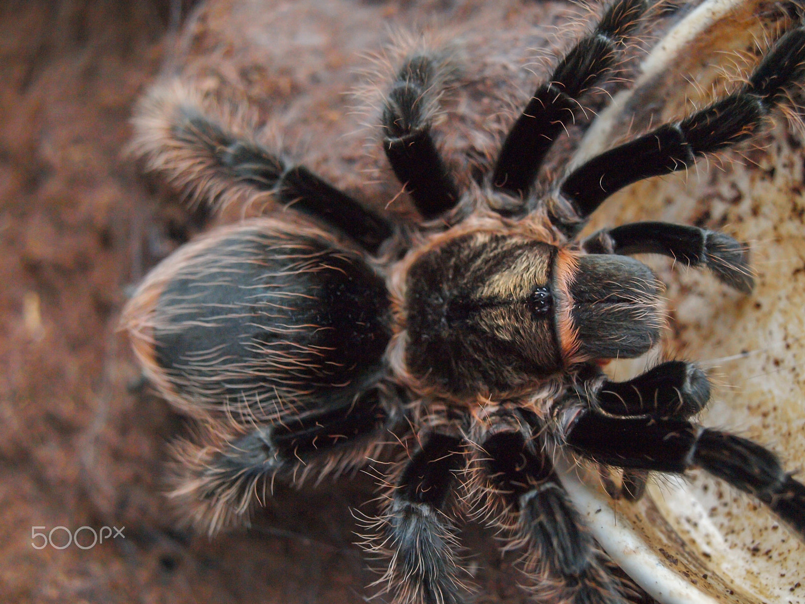 Olympus E-420 (EVOLT E-420) + OLYMPUS 14-42mm Lens sample photo. Black curly hair tarantula photography