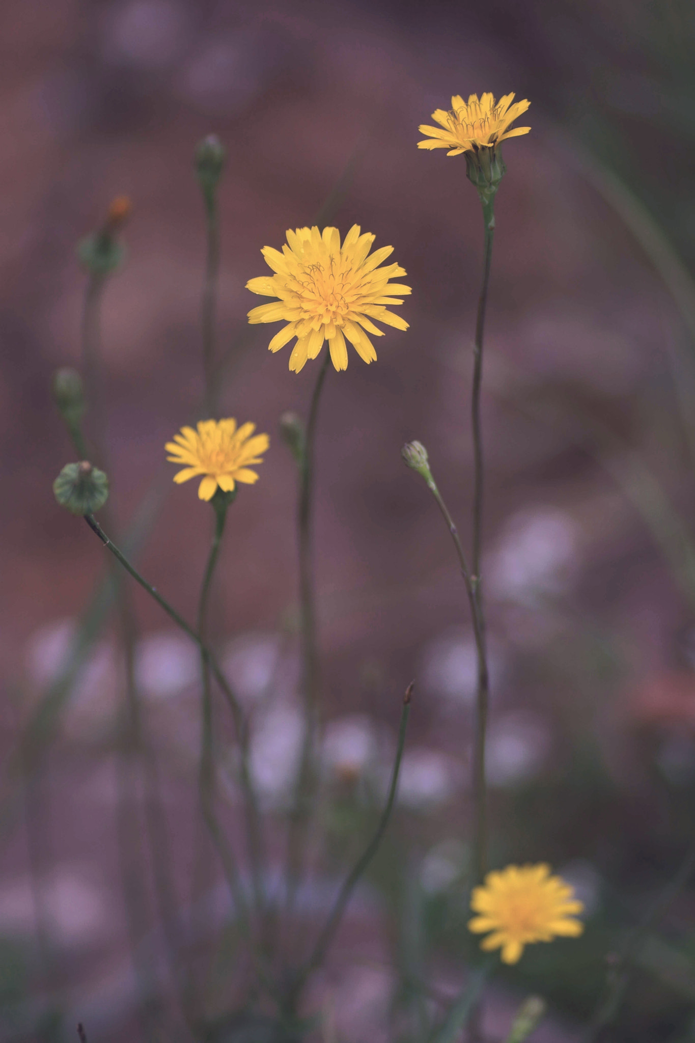 Sony a6000 + Tamron SP AF 90mm F2.8 Di Macro sample photo. Silvestre photography