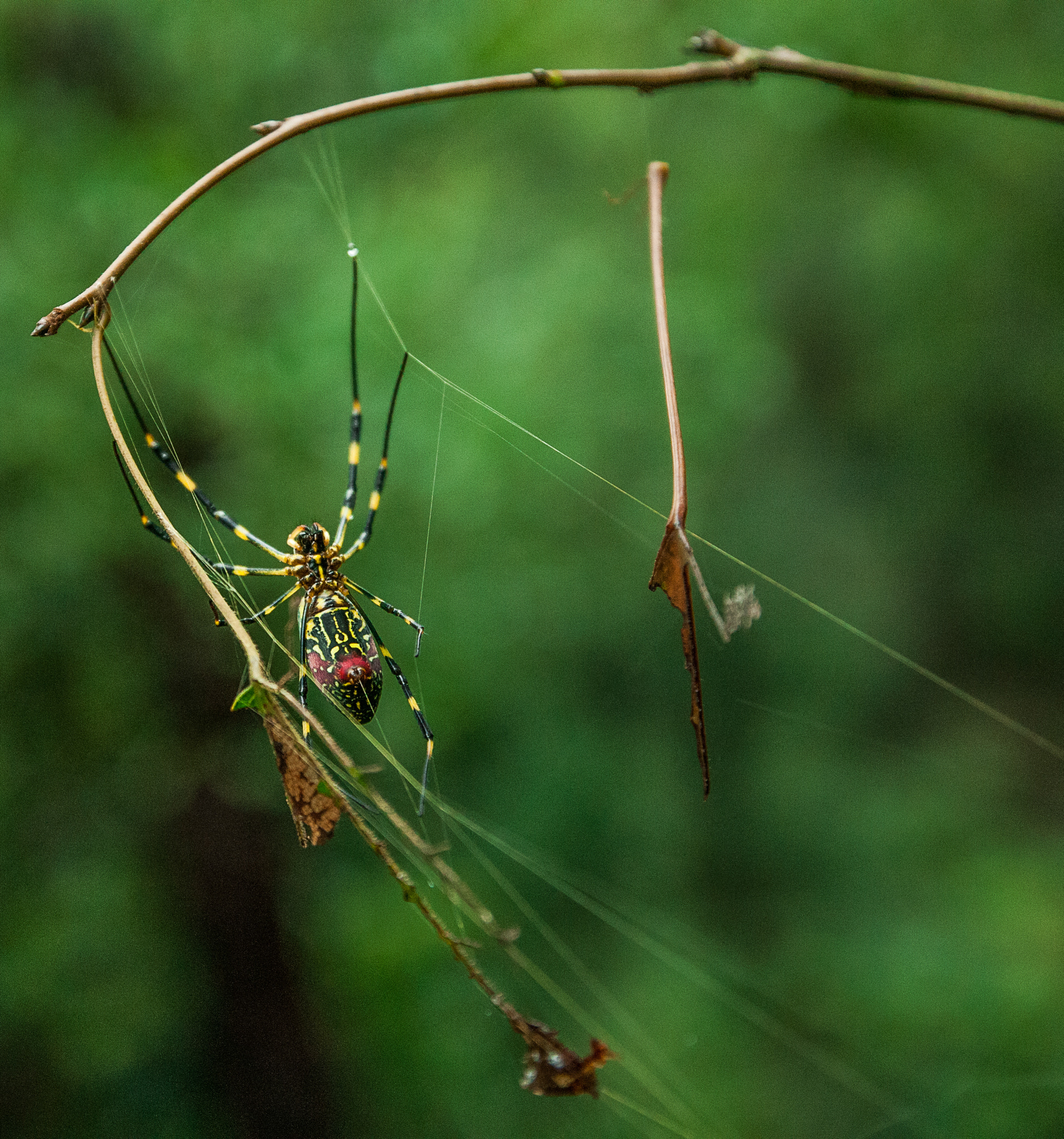 Nikon D300S sample photo. Spider photography