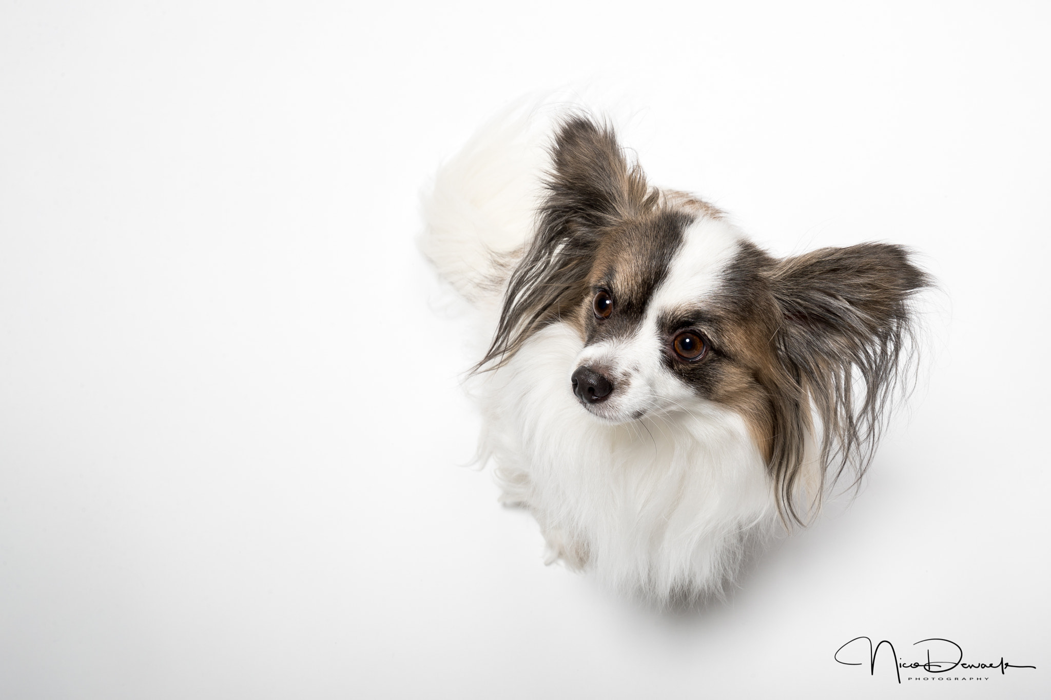 Canon EF 16-35mm F4L IS USM sample photo. Angel 2 photography