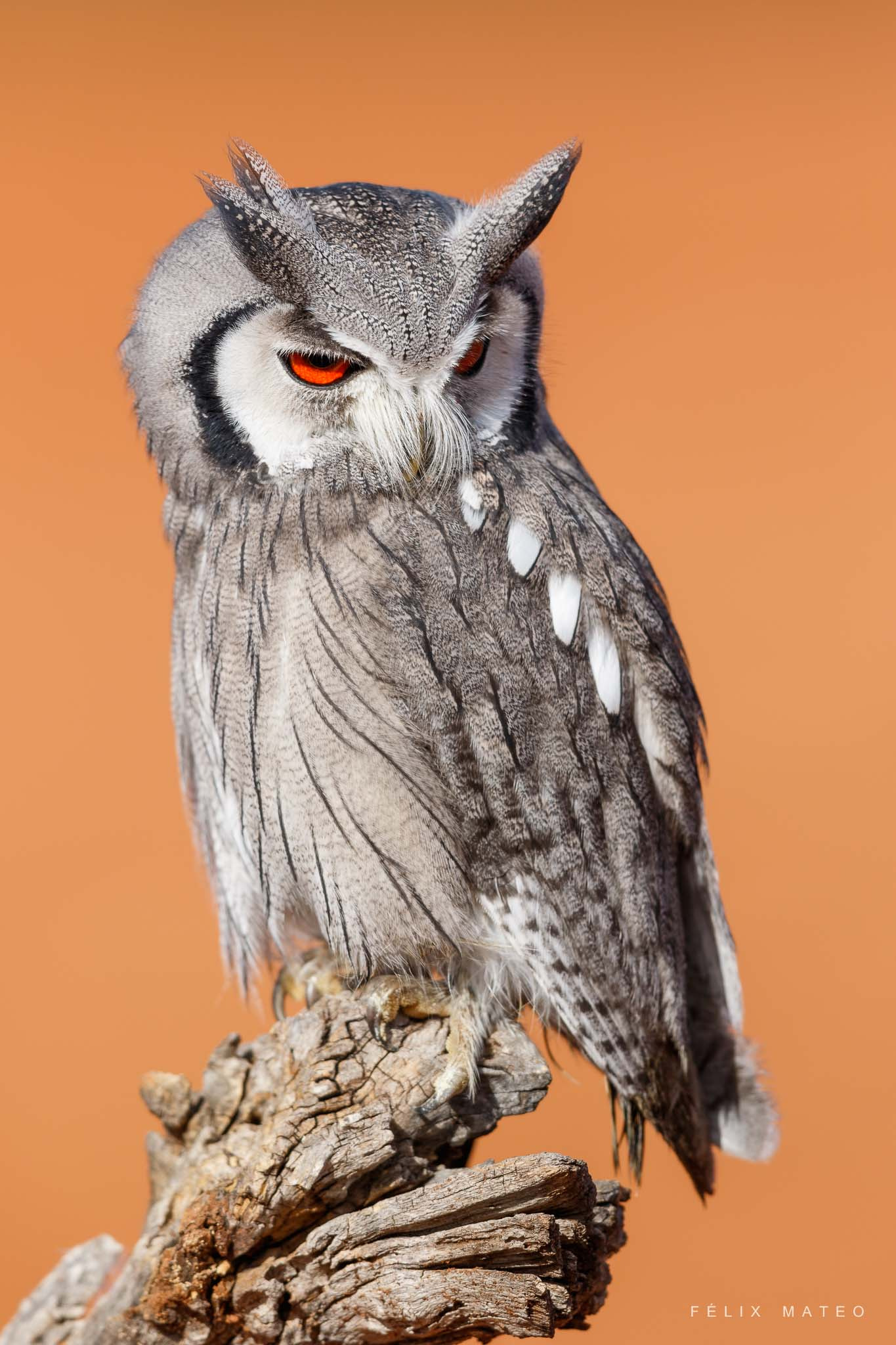 Canon EF 500mm F4L IS II USM sample photo. Ptilopsis leucotis photography