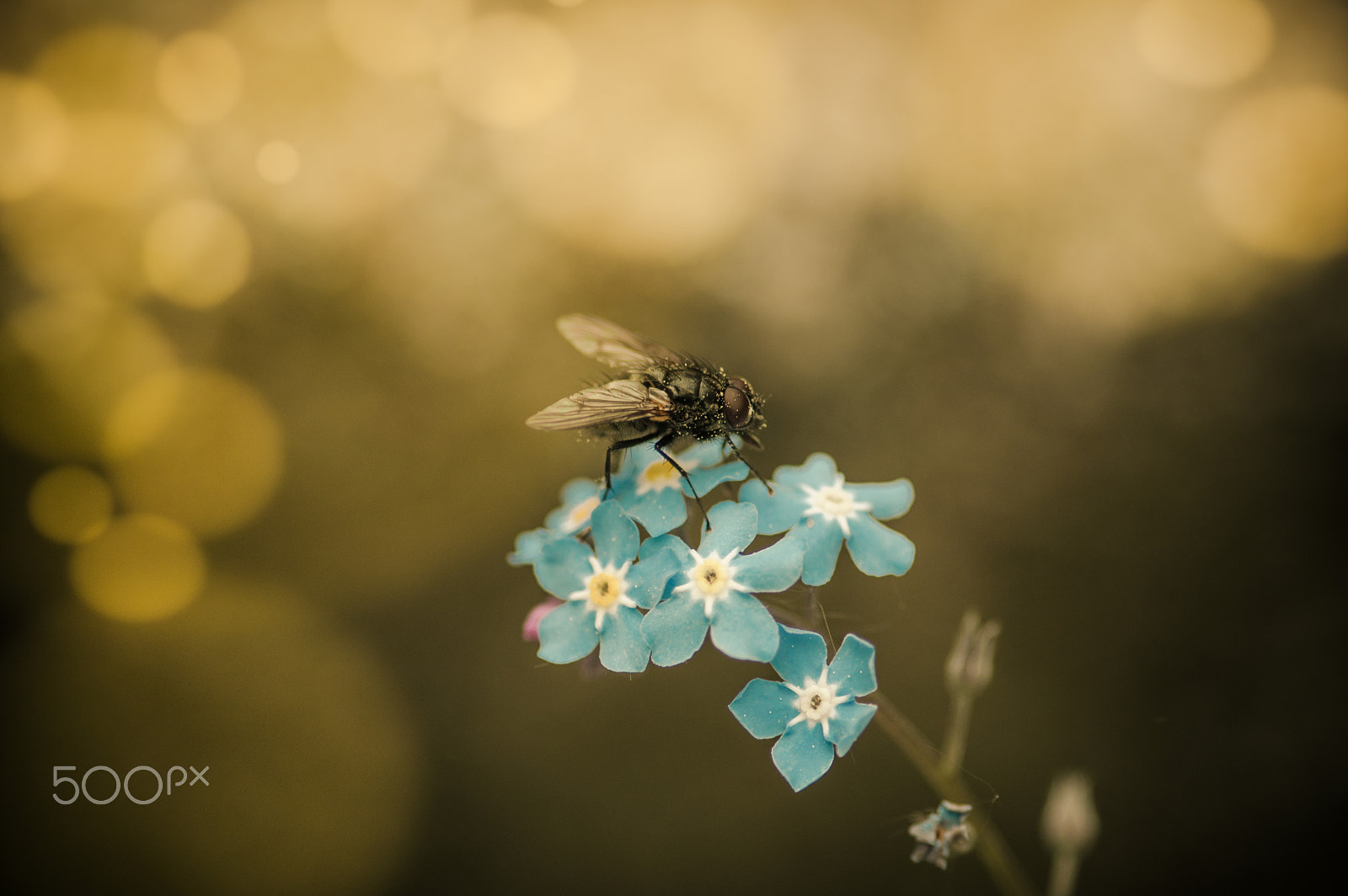Pentax K-3 + Sigma sample photo. The fly 2 photography