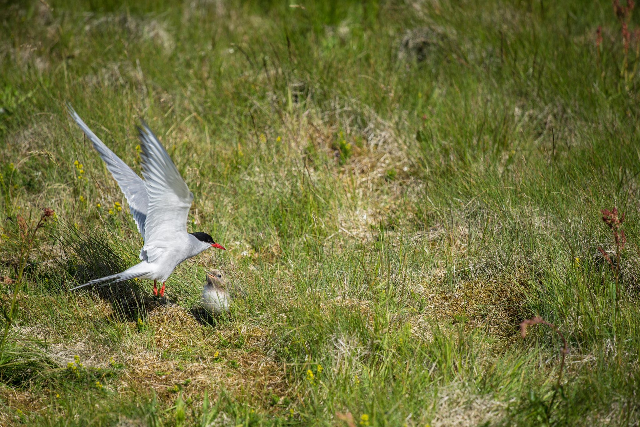 Sony a7 II + Tamron 18-270mm F3.5-6.3 Di II PZD sample photo. Küstenseeschwalbe, arctic tern photography