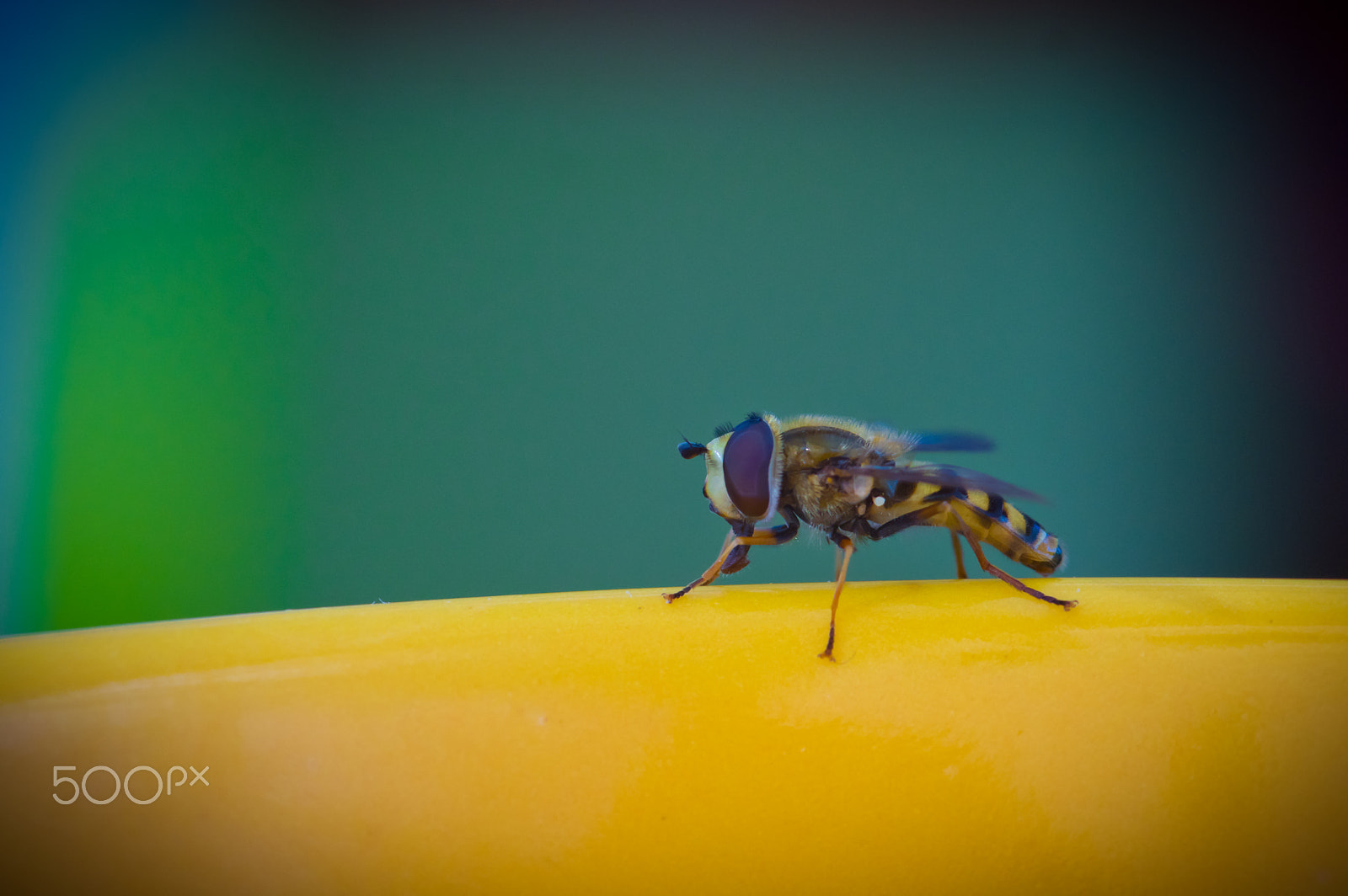 Pentax K-3 + Sigma sample photo. Syrphidae photography