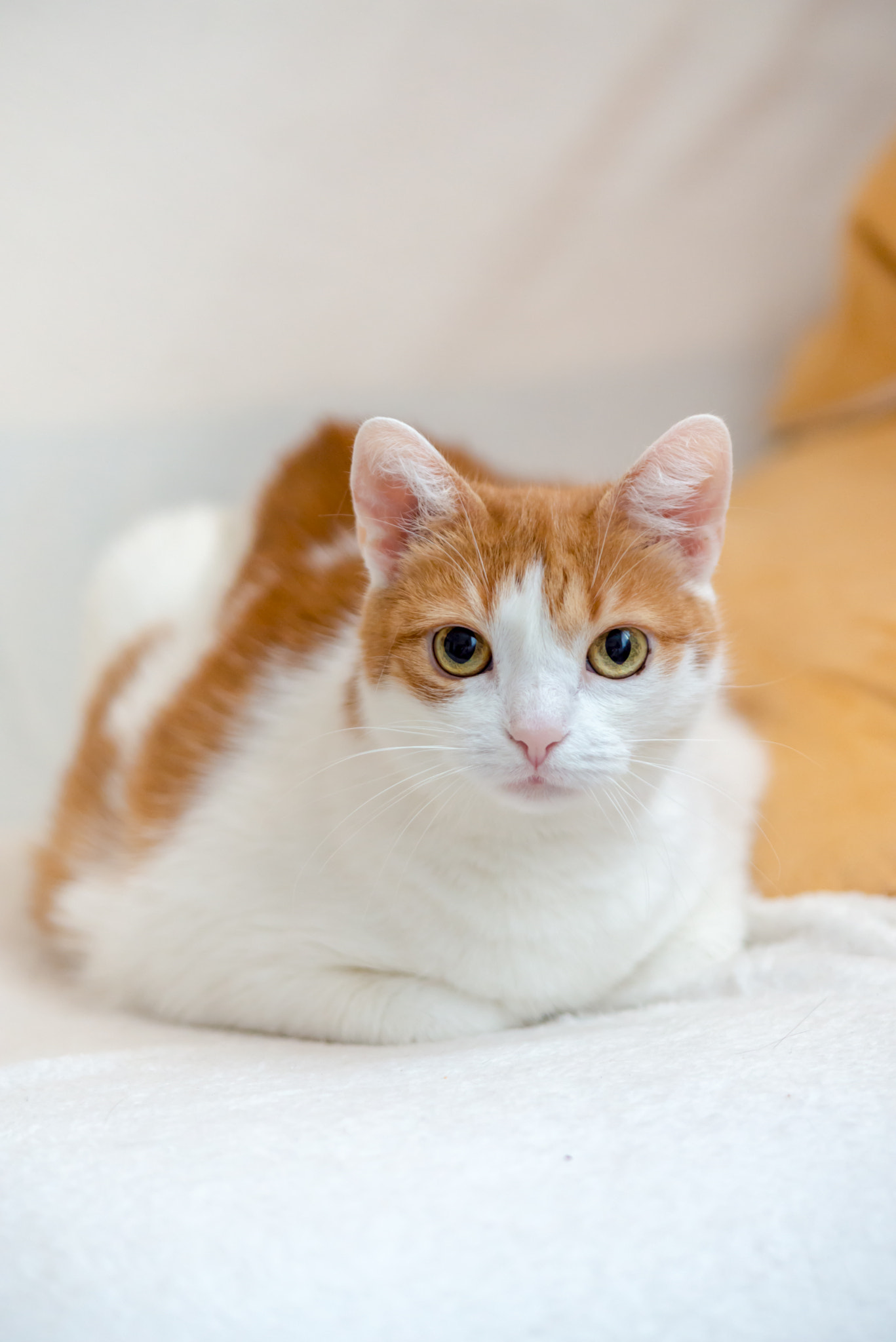 Nikon D610 + AF Micro-Nikkor 105mm f/2.8 sample photo. Cute ginger kitty wallow on couch photography