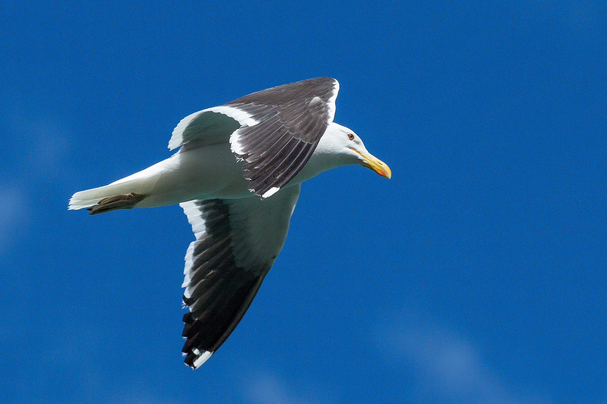 Sigma 70-200mm F2.8 EX DG OS HSM sample photo. Gulls photography
