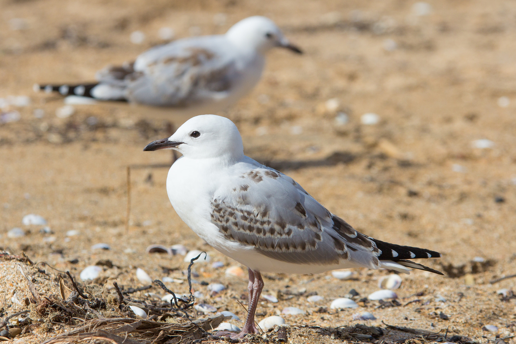 Canon EOS 60D + Sigma 70-200mm F2.8 EX DG OS HSM sample photo. Gulls photography