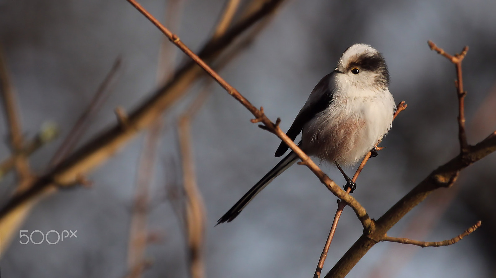Canon EF 100-400mm F4.5-5.6L IS USM sample photo. Long tailed tit photography