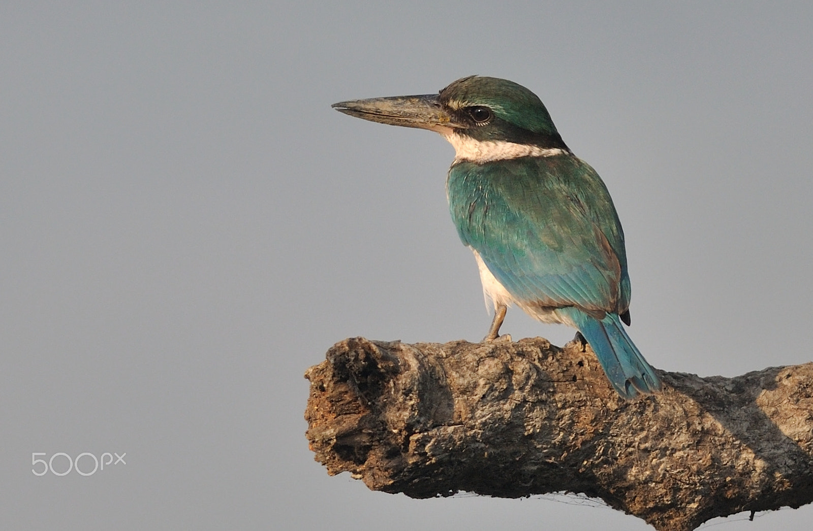 Nikon D5000 + Nikon AF-S Nikkor 300mm F4D ED-IF sample photo. Collard kingfisher photography