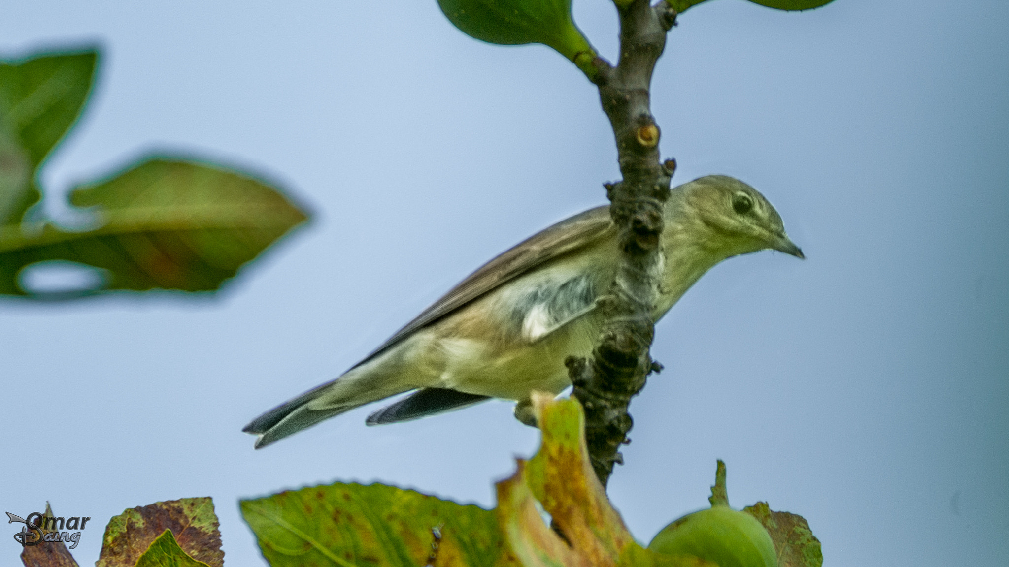 Pentax K10D sample photo. Boz Ötleğen (sylvia borin) - garden warbler photography