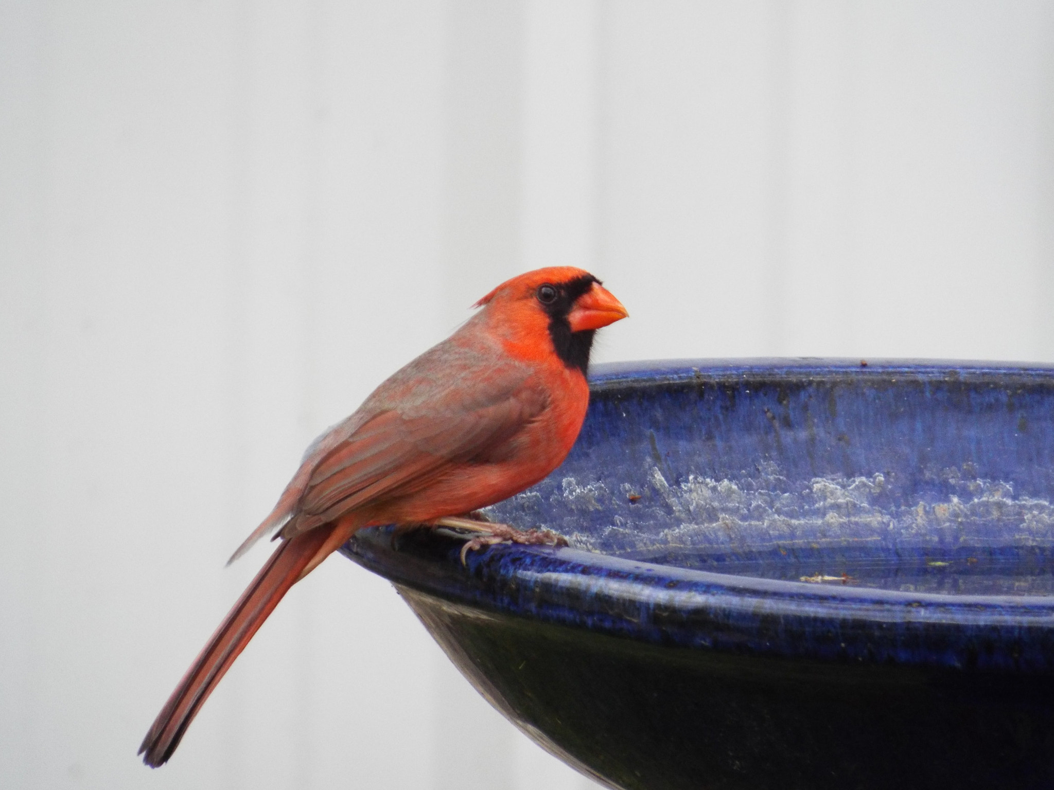 Fujifilm FinePix S9400W sample photo. The cardinal in the blue bird bath photography