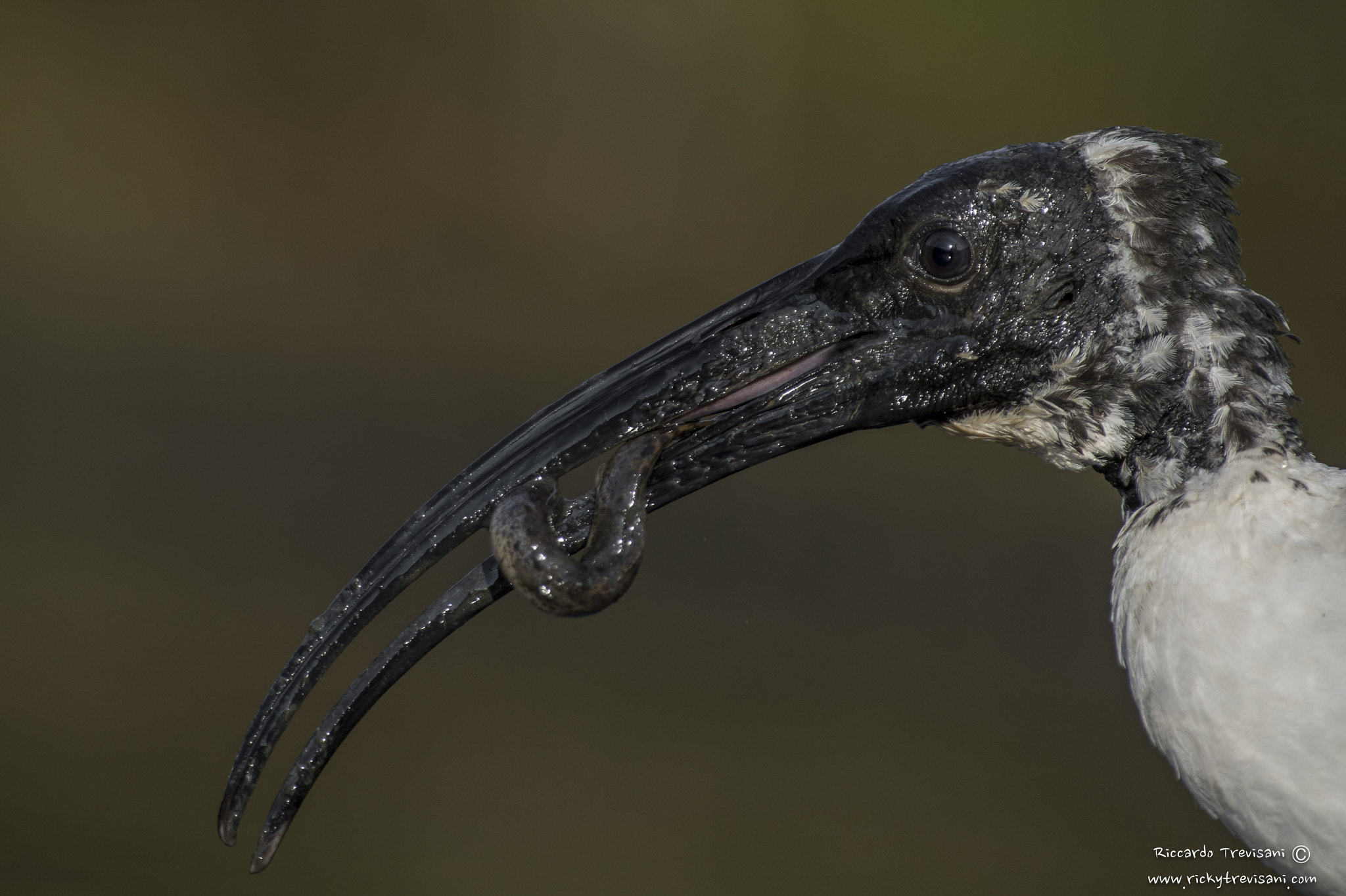 Nikon D4 sample photo. Sacred ibis with fish photography