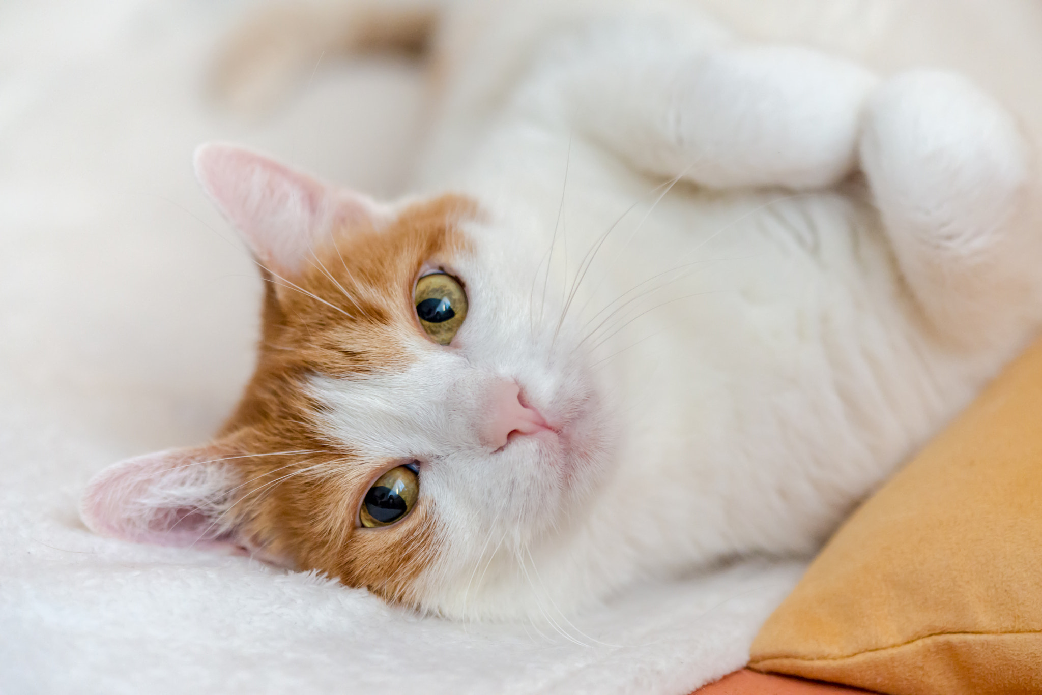 Nikon D610 sample photo. Cute ginger kitty wallow on couch photography