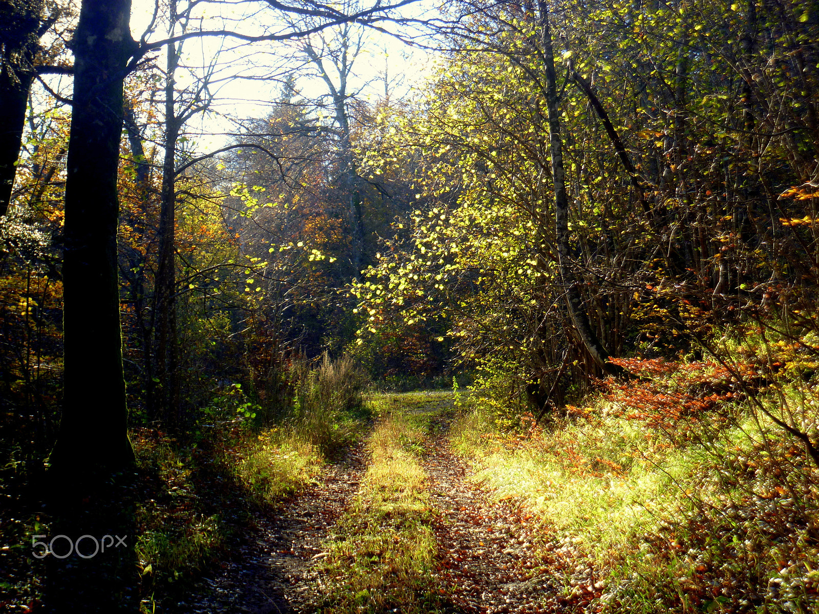 Panasonic DMC-FP3 sample photo. Late autumn photography