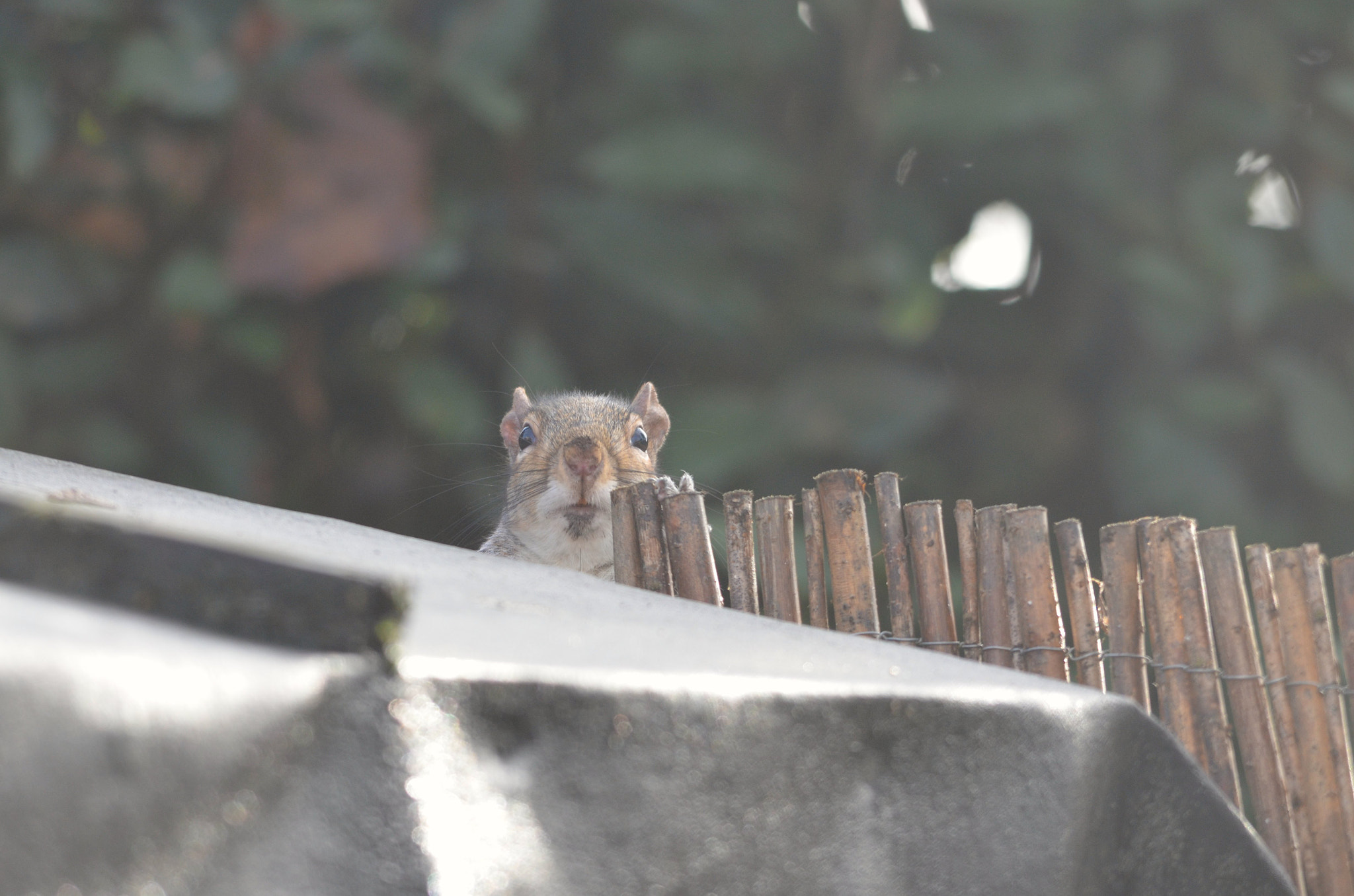 Sigma 150-500mm F5-6.3 DG OS HSM sample photo. Nosey neighbour photography