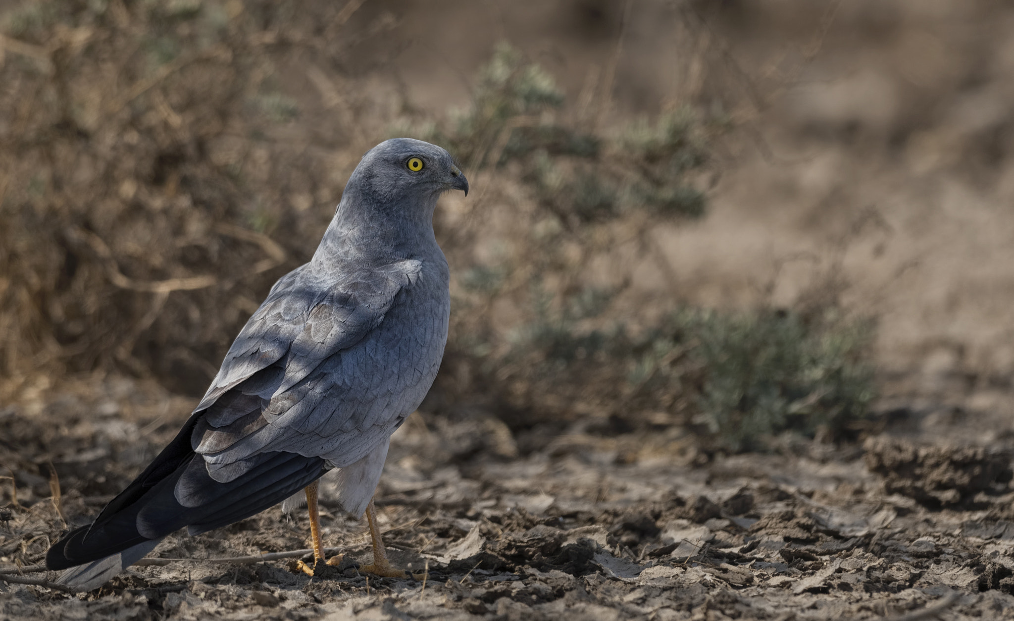 Nikon D750 + Nikon AF-S Nikkor 500mm F4G ED VR sample photo. Montagu's harrier photography