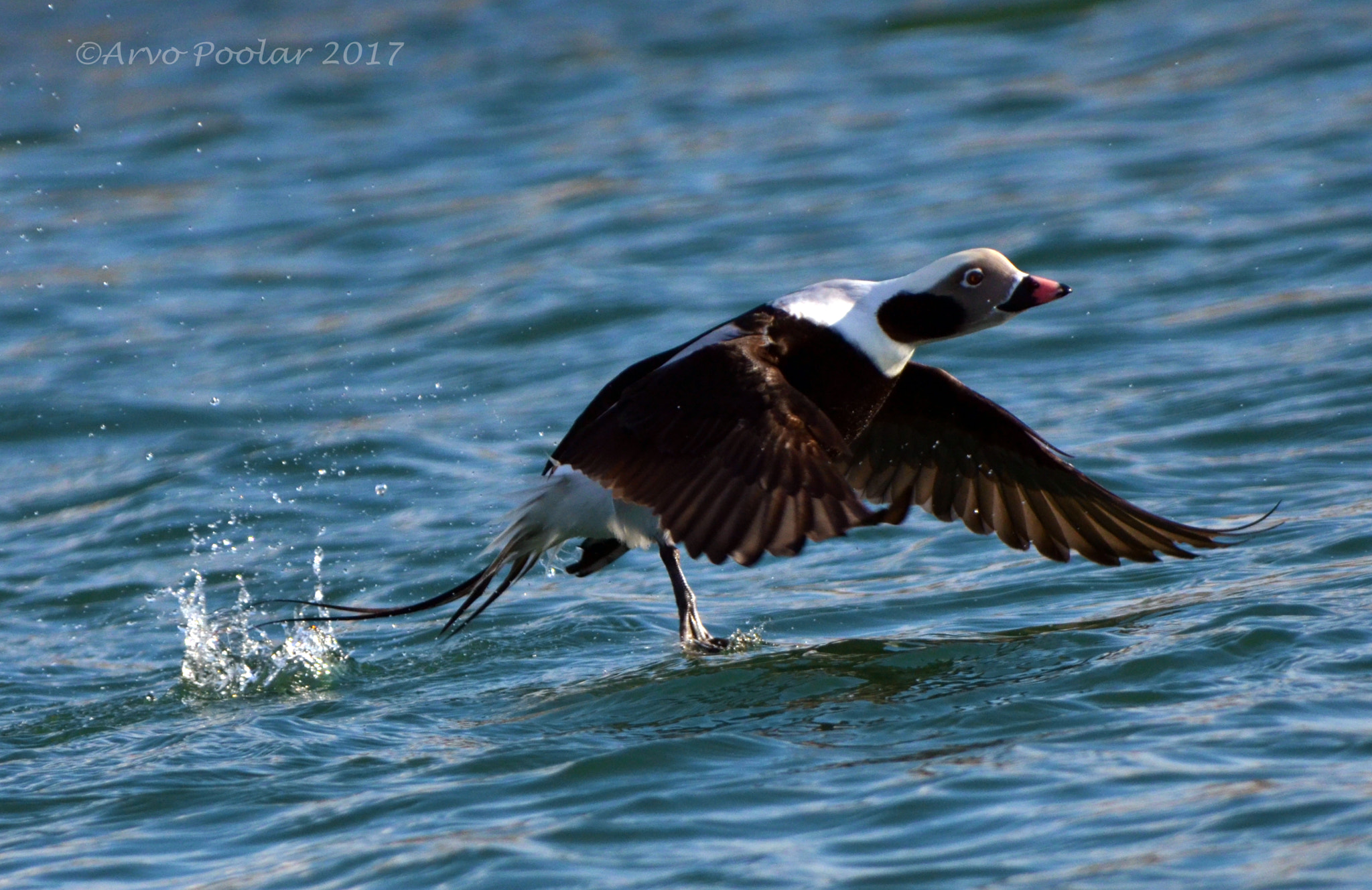AF Nikkor 28mm f/1.4D sample photo. Longtail duck photography