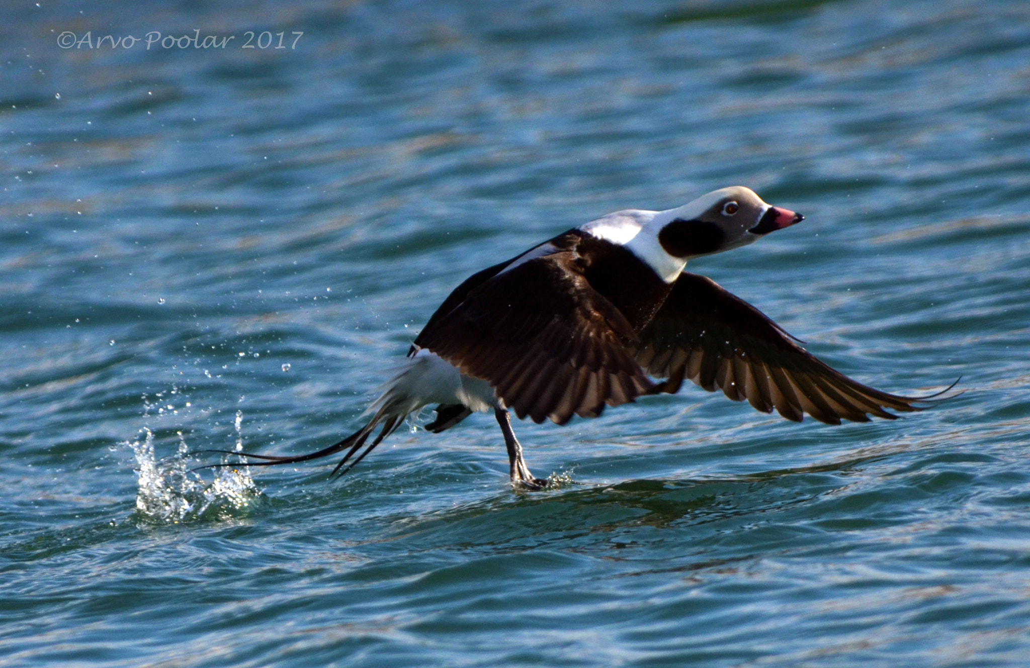 Nikon D7000 + AF Nikkor 28mm f/1.4D sample photo. Longtail duck photography