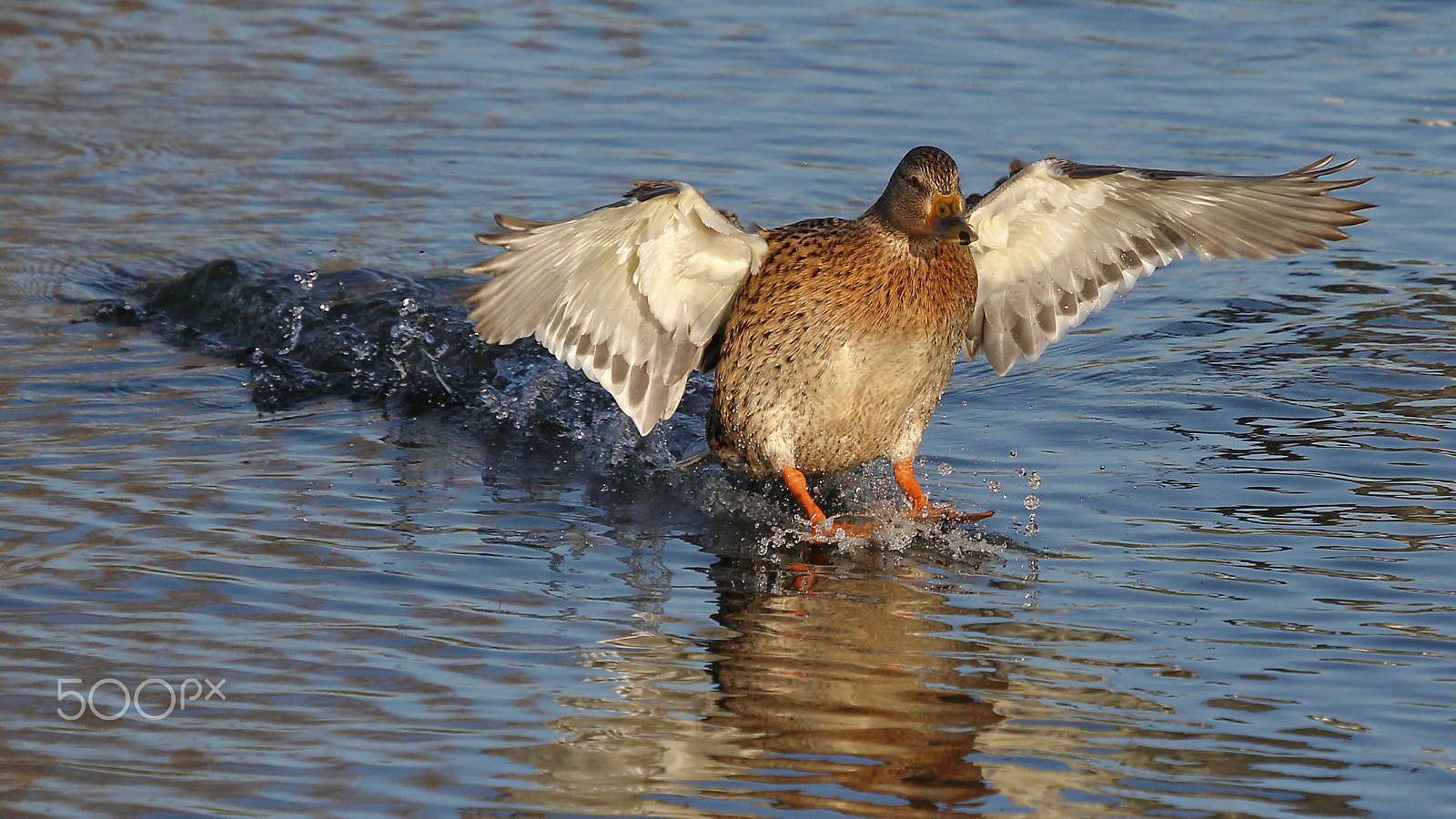 Canon EF 100-400mm F4.5-5.6L IS USM sample photo. Perfect landing! photography
