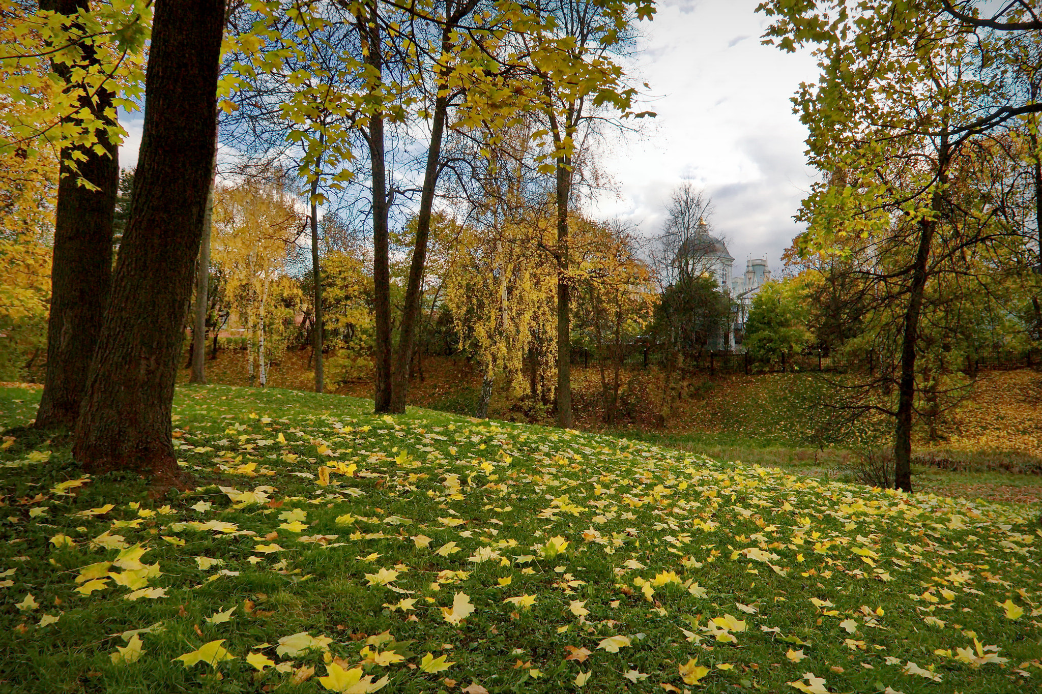 Sigma 10-20mm F3.5 EX DC HSM sample photo. Рыжий лист кленовый photography