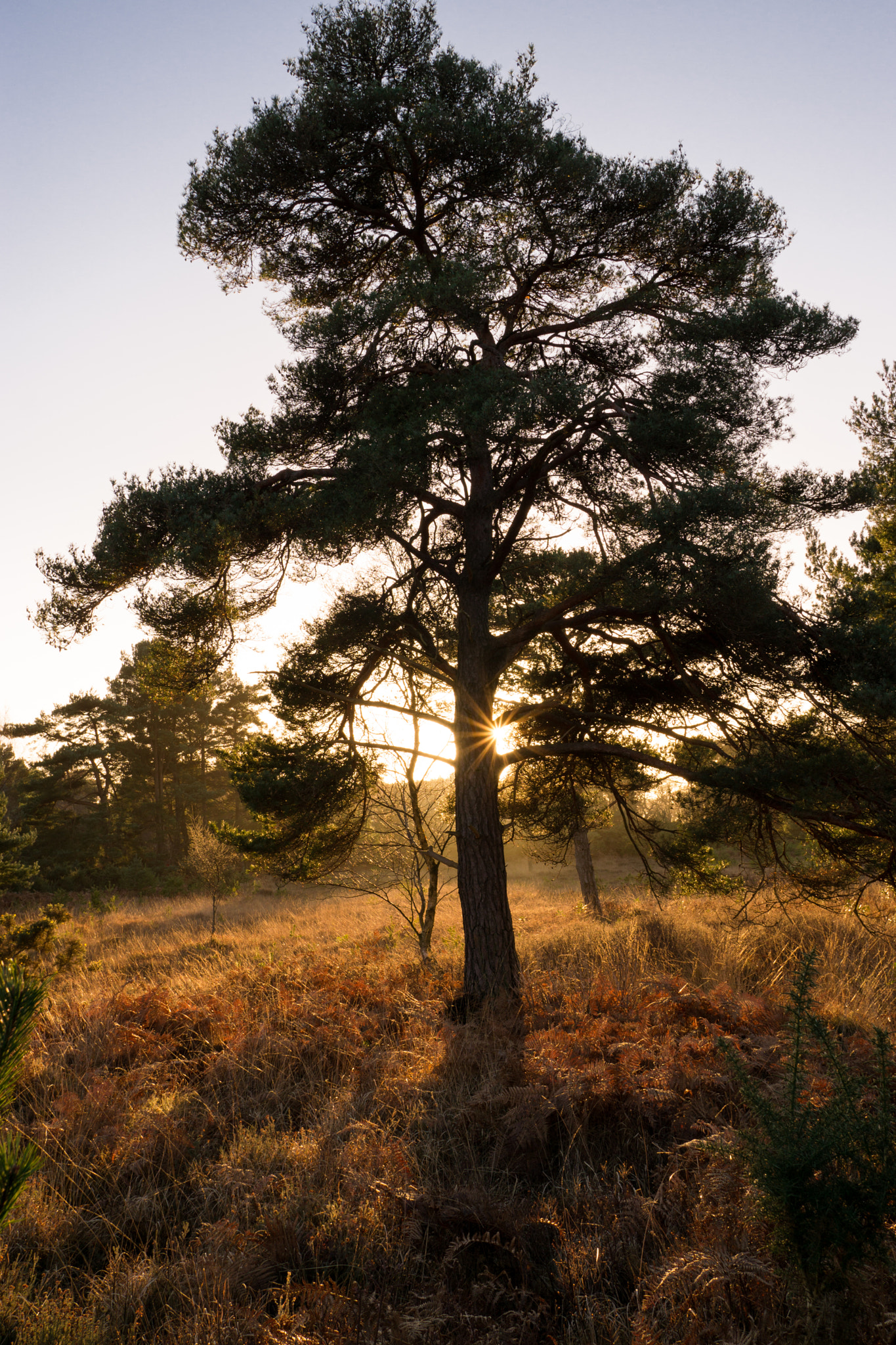 Sony Sonnar T* E 24mm F1.8 ZA sample photo. Sunset through tree photography