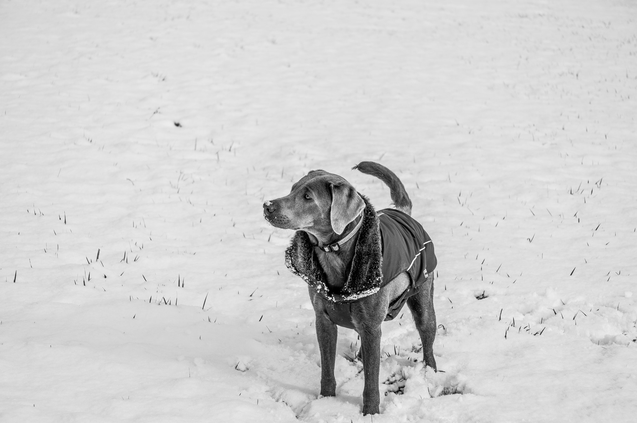 Pentax smc DA 17-70mm F4.0 AL (IF) SDM sample photo. Ella in snow photography