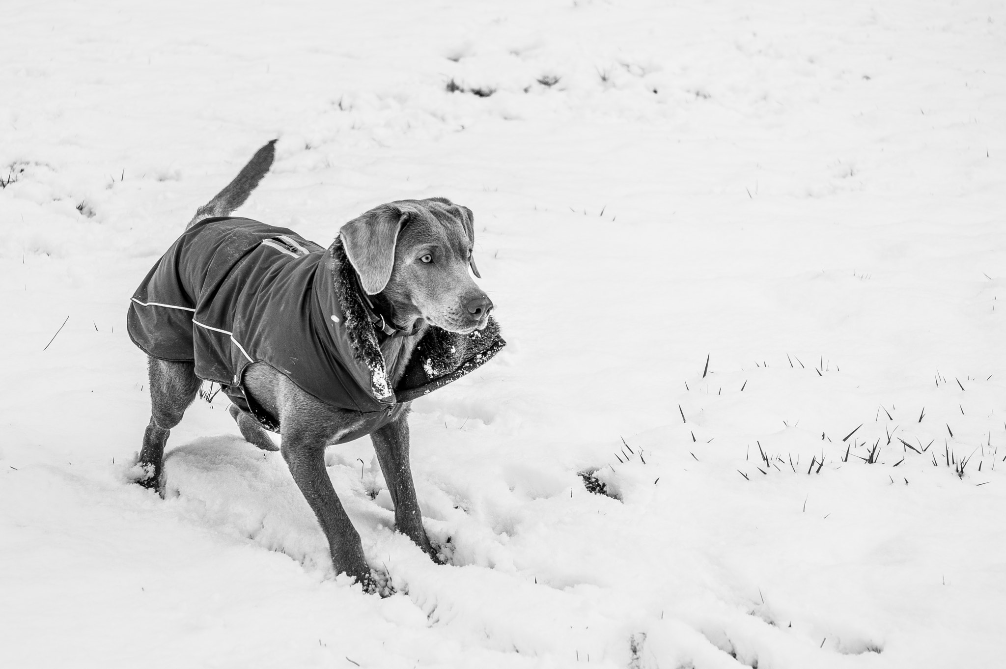 Pentax K-3 sample photo. Ella in snow photography