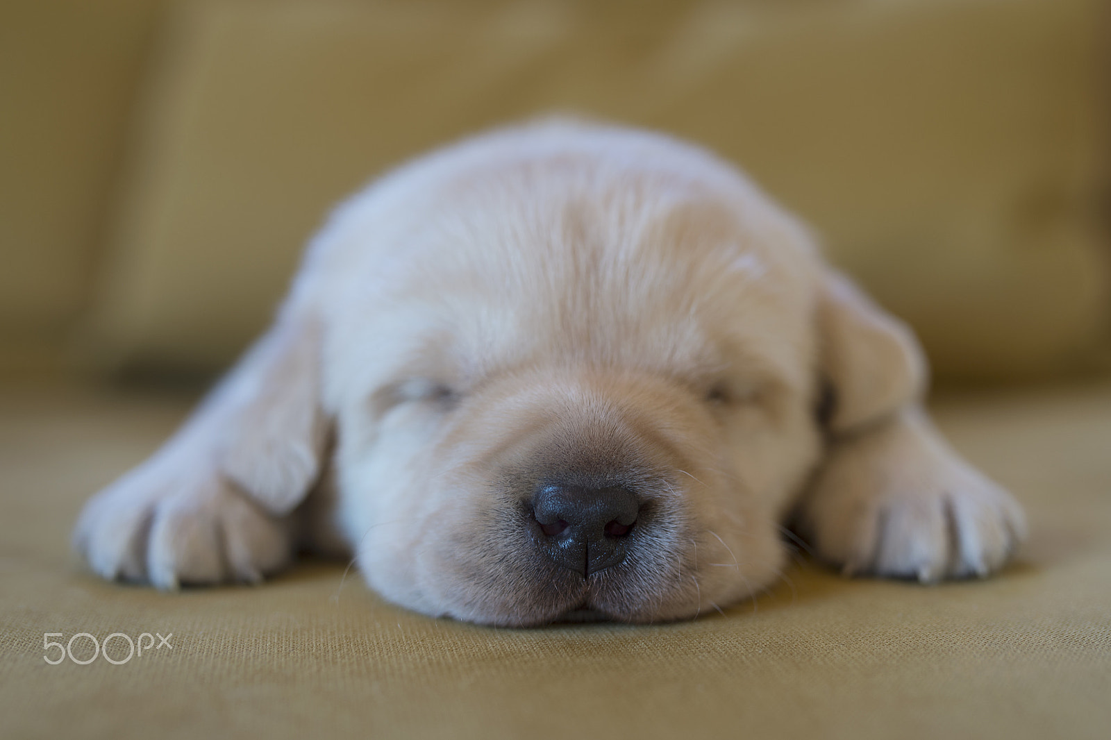 Nikon D4S sample photo. Sleepy puppy photography