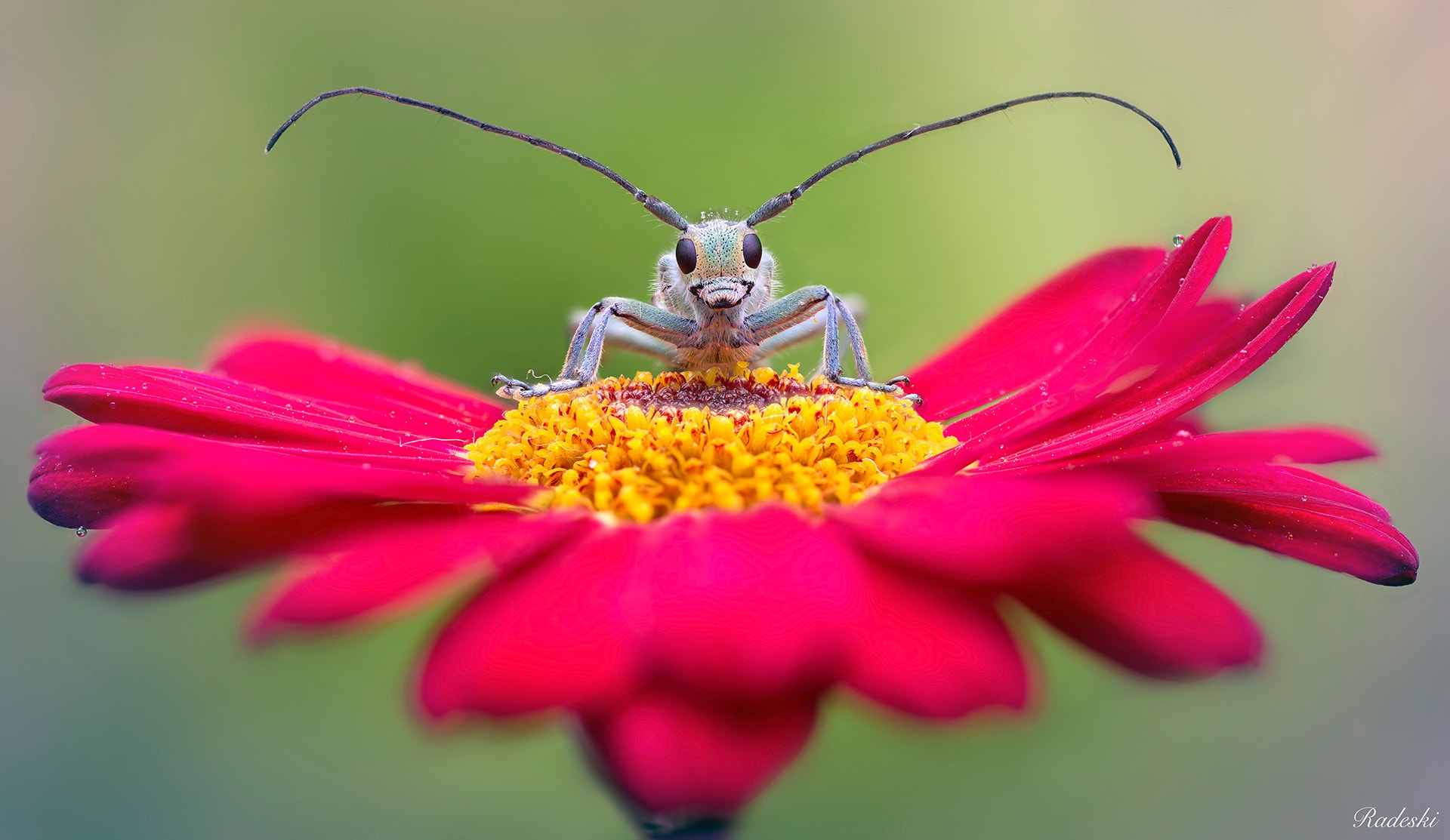 Nikon D800E + Nikon AF Micro-Nikkor 60mm F2.8D sample photo. The center of the flower photography