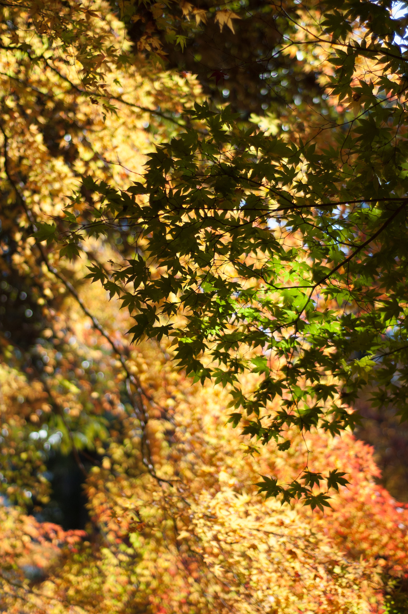 Nikon D50 + Nikon AF Nikkor 50mm F1.8D sample photo. Japanese maple leaves yellow photography