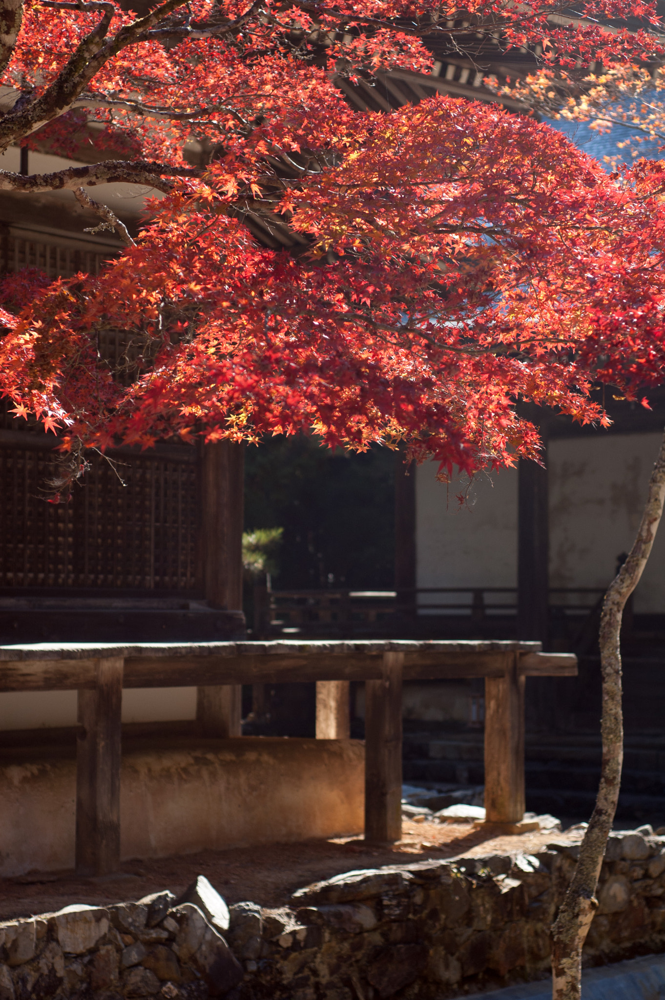 Nikon D50 sample photo. Japanese maple leaves and temple photography