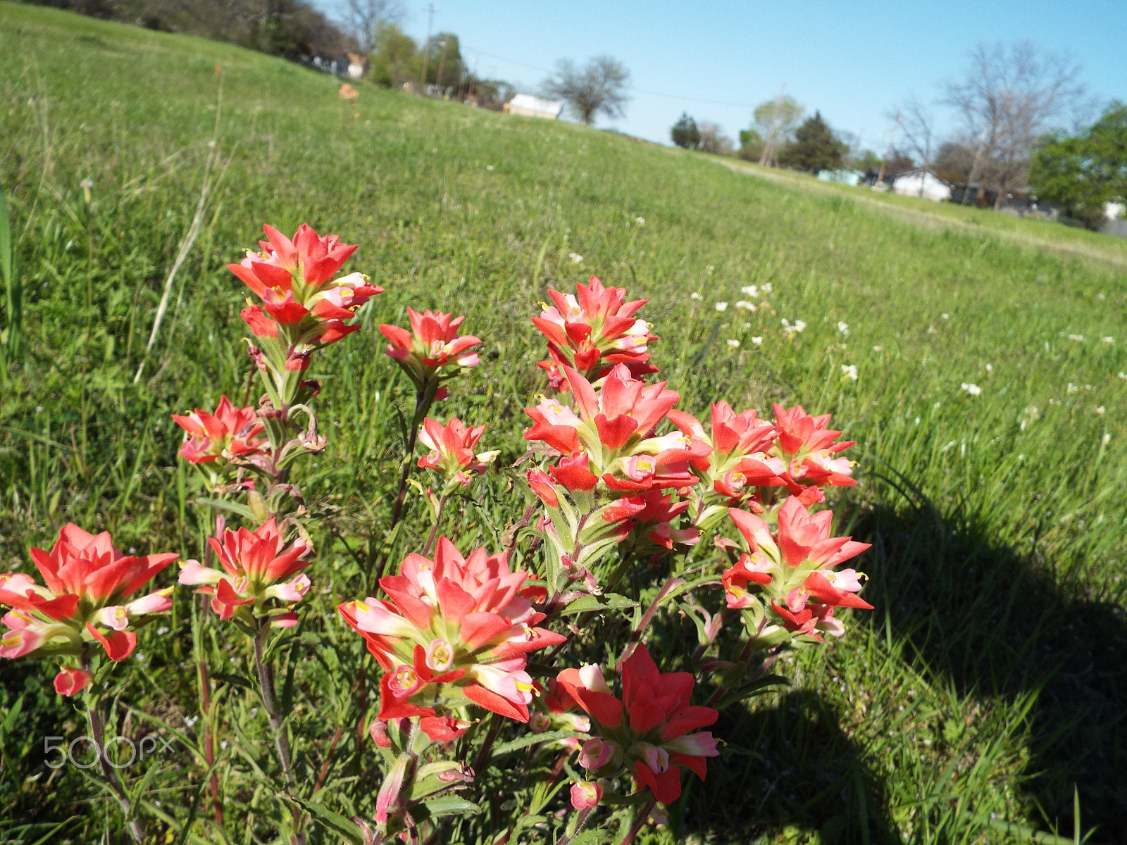 Fujifilm FinePix S9400W sample photo. Deep orange group of wildflowers in a field photography