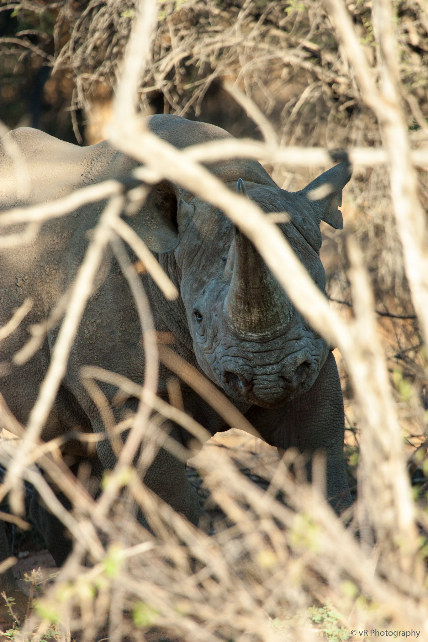 Canon EOS 450D (EOS Rebel XSi / EOS Kiss X2) sample photo. Rhino territory photography