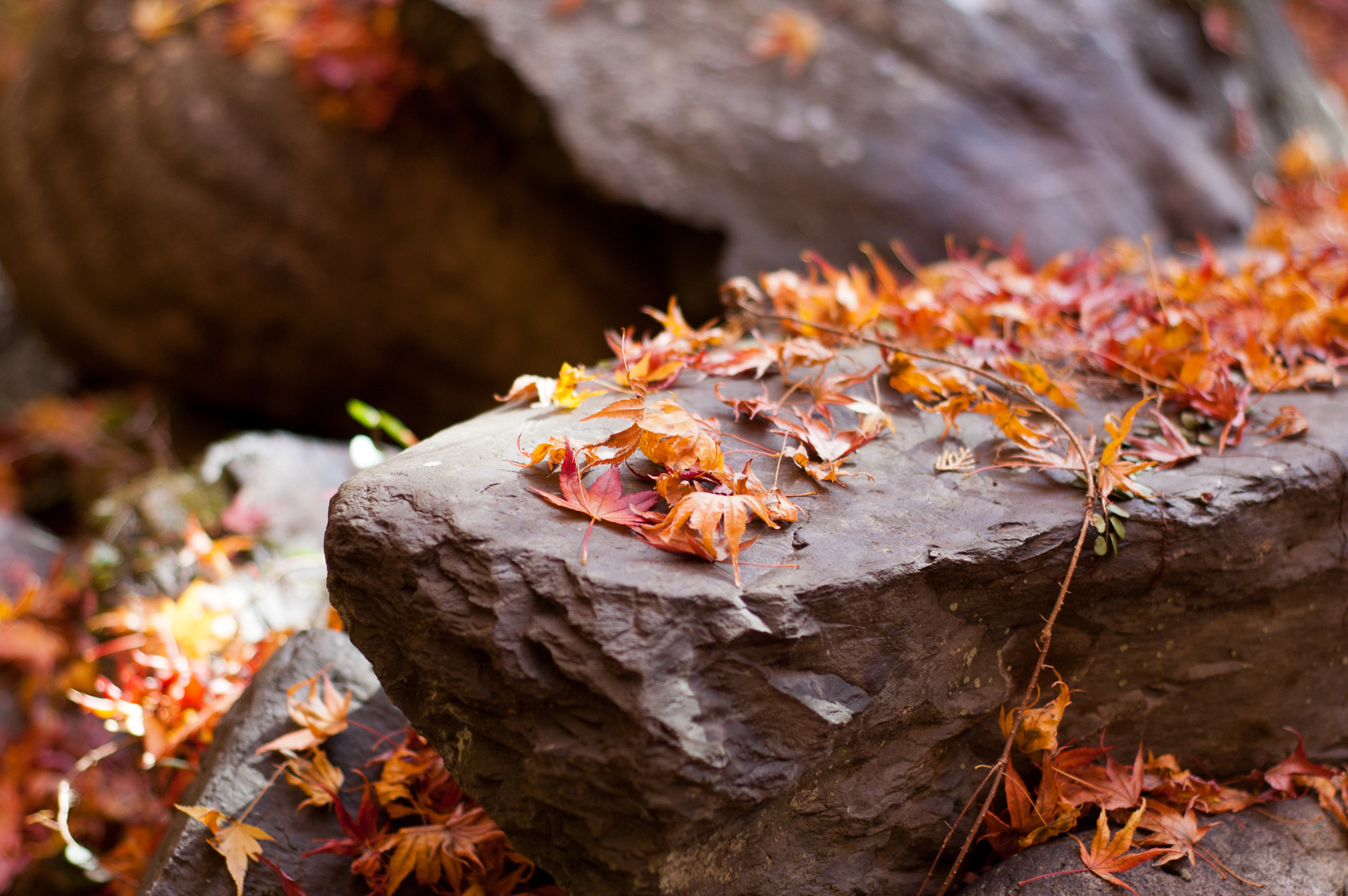 Nikon D50 + Nikon AF Nikkor 50mm F1.8D sample photo. Japanese maple leaves and stone photography