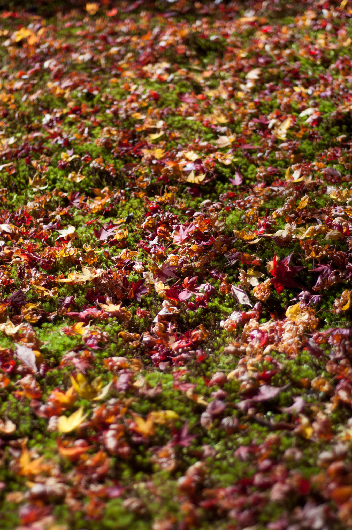 Nikon D50 + Nikon AF Nikkor 50mm F1.8D sample photo. Japanese maple leaves on floor photography