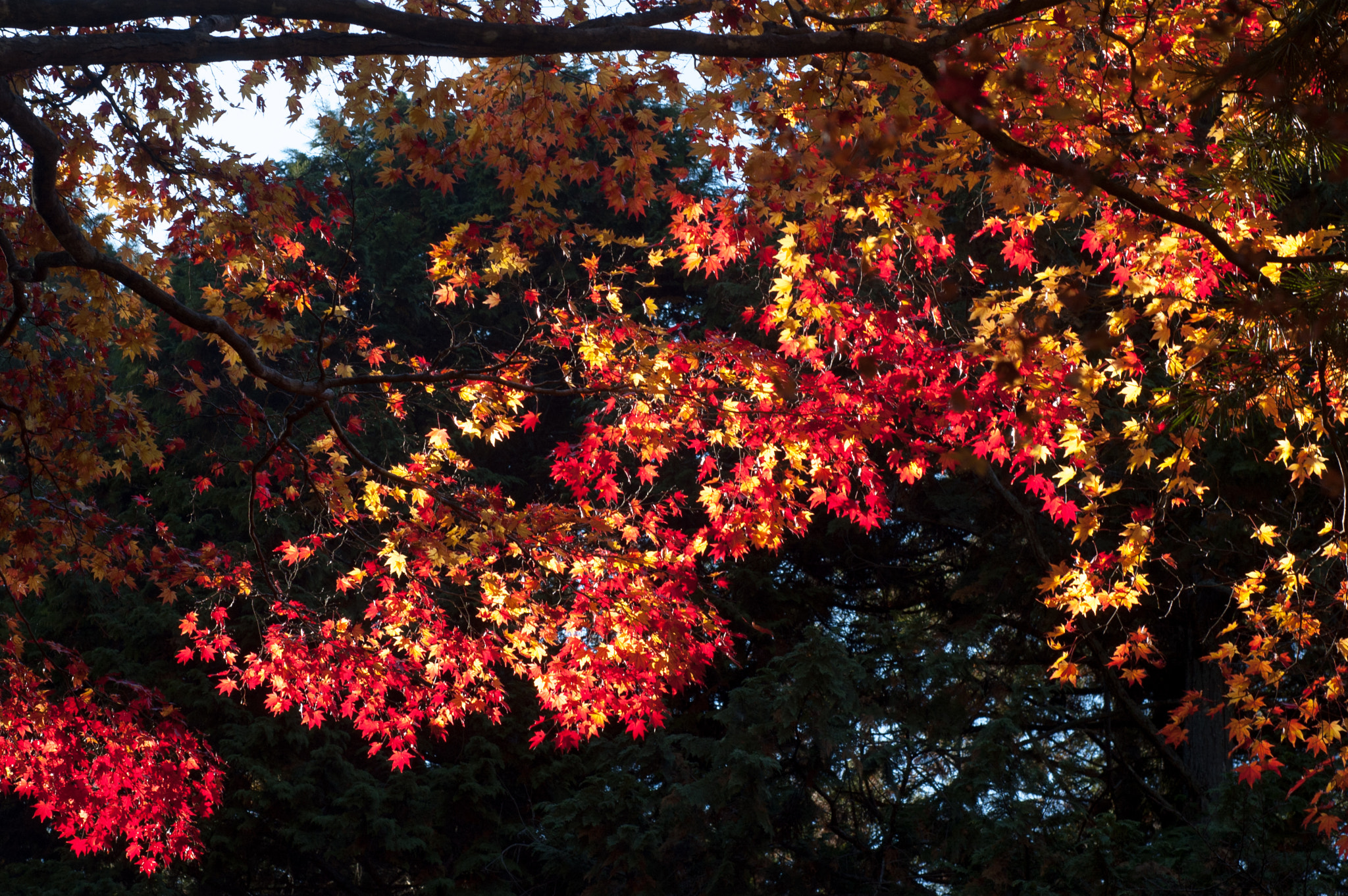 Nikon D50 + Nikon AF Nikkor 50mm F1.8D sample photo. Japanese maple leaves burning photography