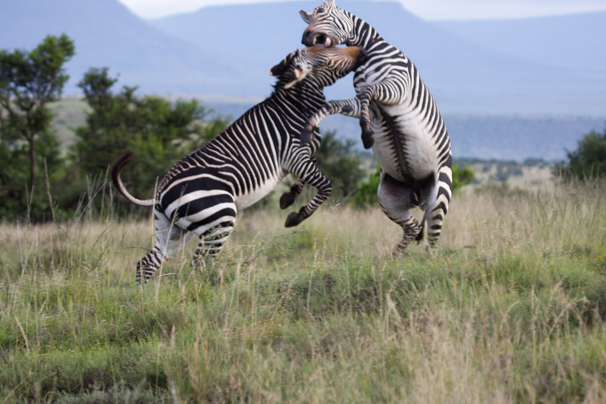 Canon EF 100-400mm F4.5-5.6L IS USM sample photo. At np mountain zebra photography