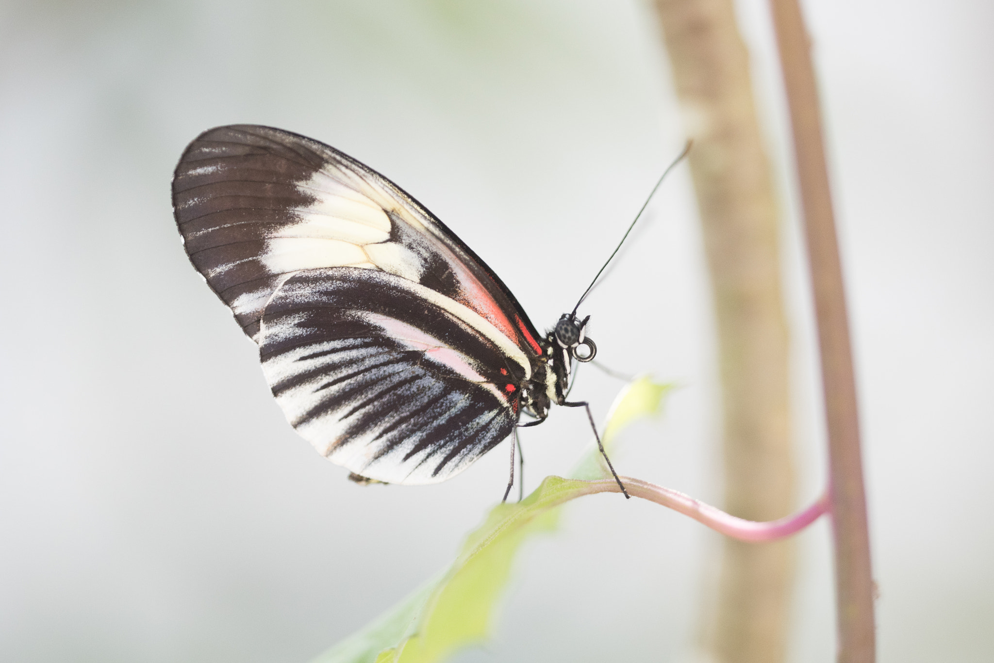 Sigma 150mm F2.8 EX DG OS Macro HSM sample photo. Heliconius photography
