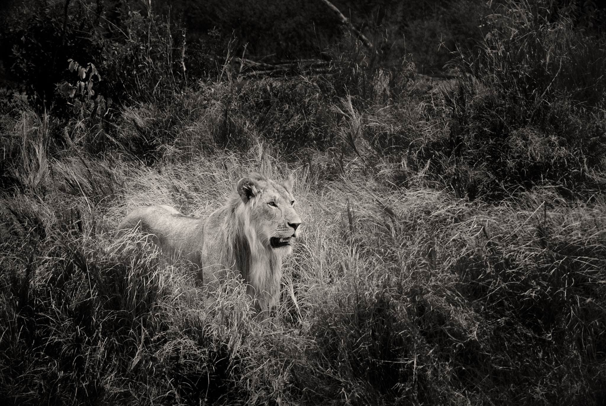 Nikon D200 sample photo. Young male lion in high grass photography