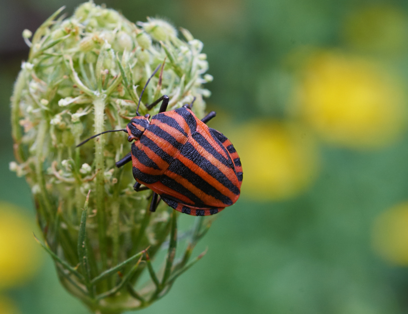 MACRO 50mm F2.8 sample photo