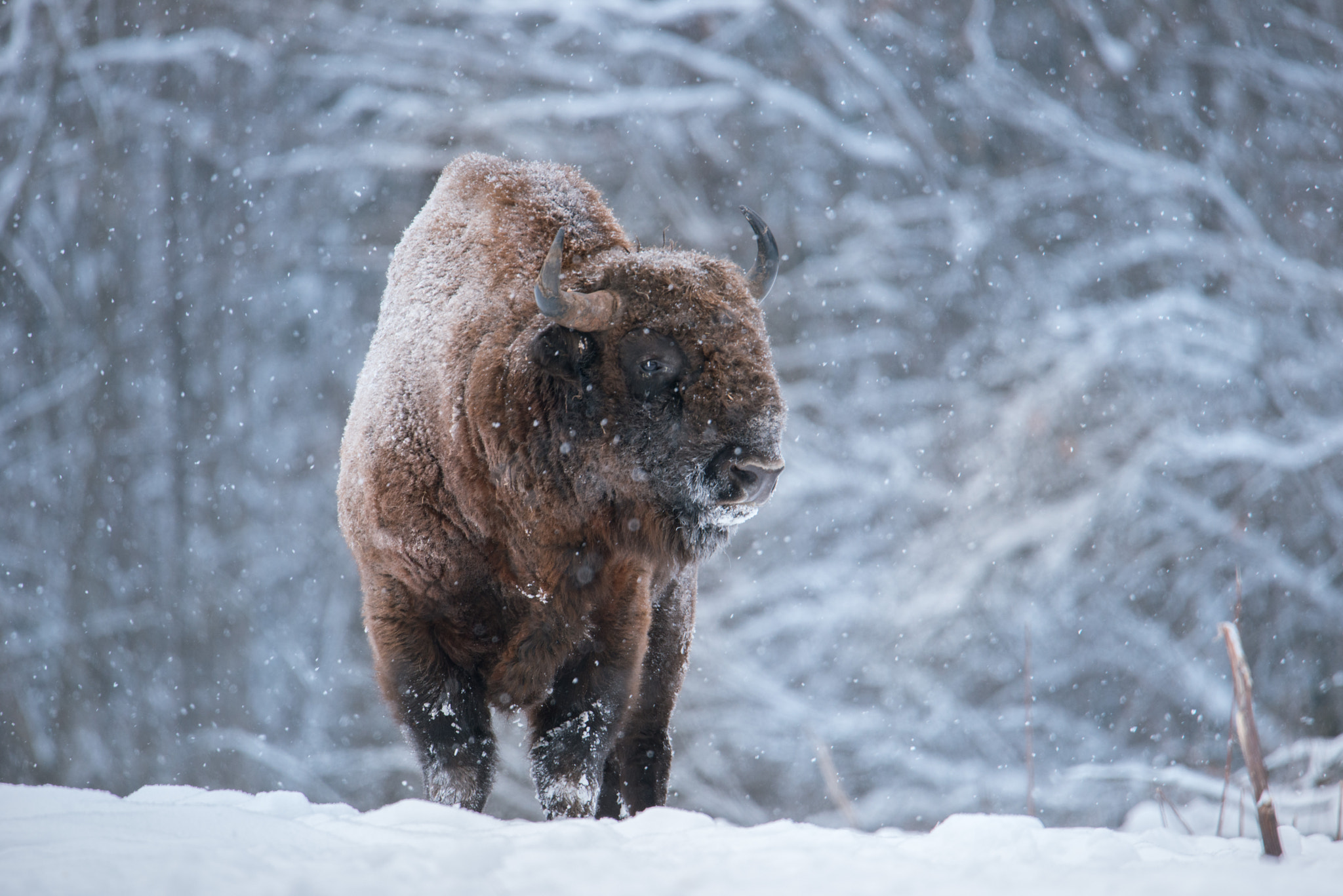 Nikon D800 sample photo. Giant of the forest photography