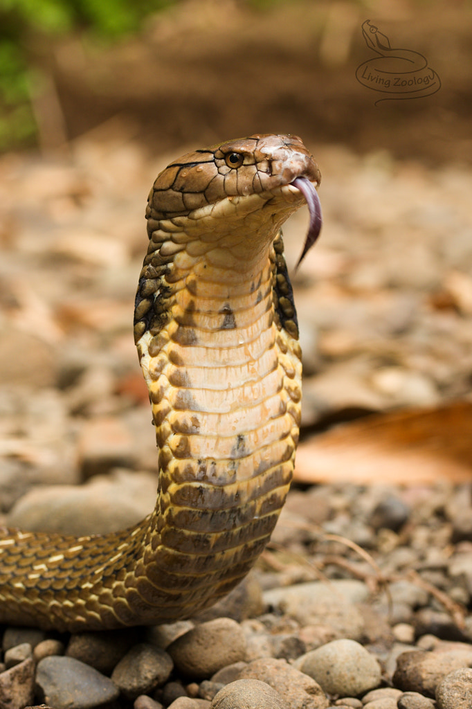 Free Free King Jouet Svg 48 SVG PNG EPS DXF File