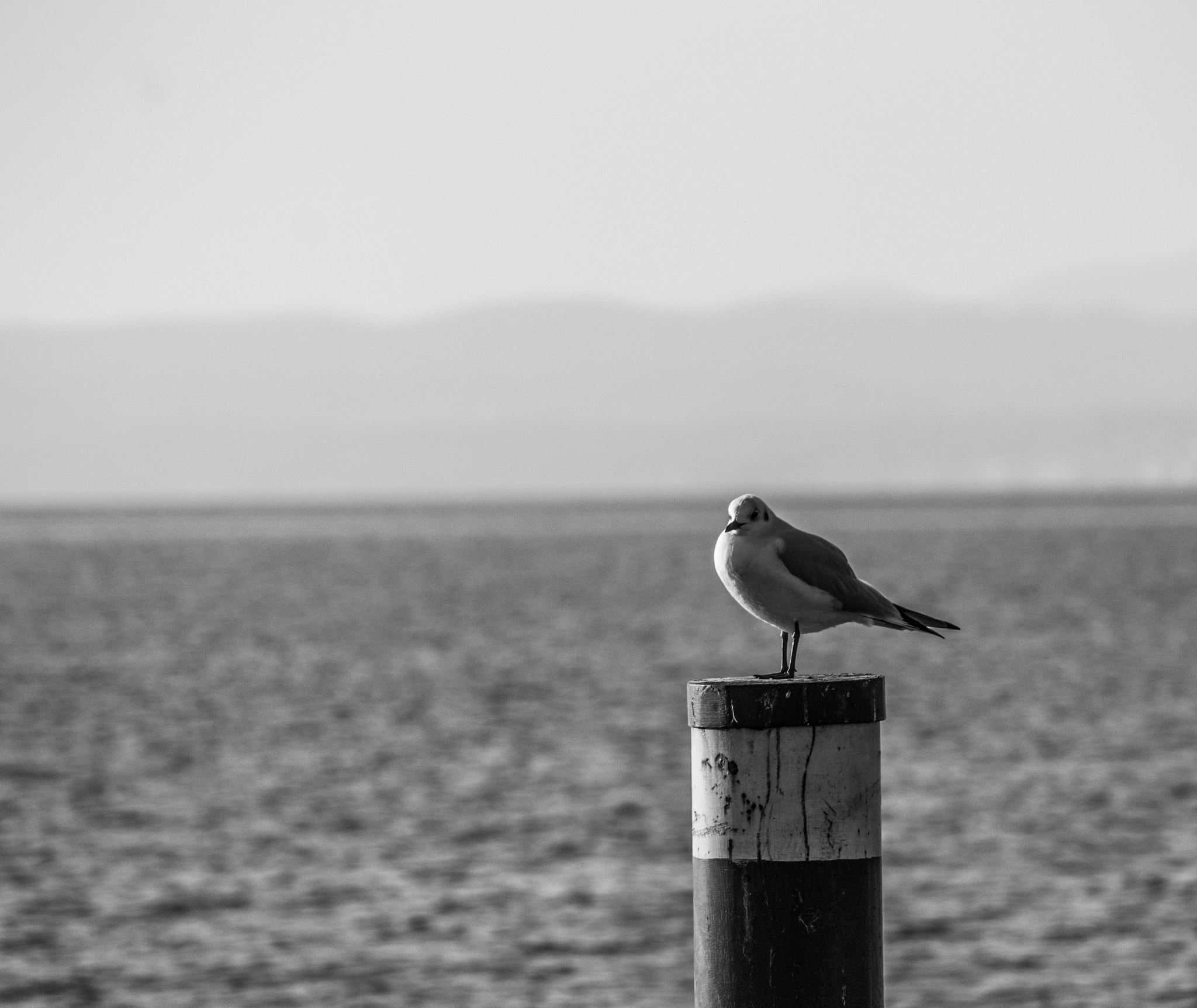 Canon EF-S 55-250mm F4-5.6 IS sample photo. Bird lighthouse photography