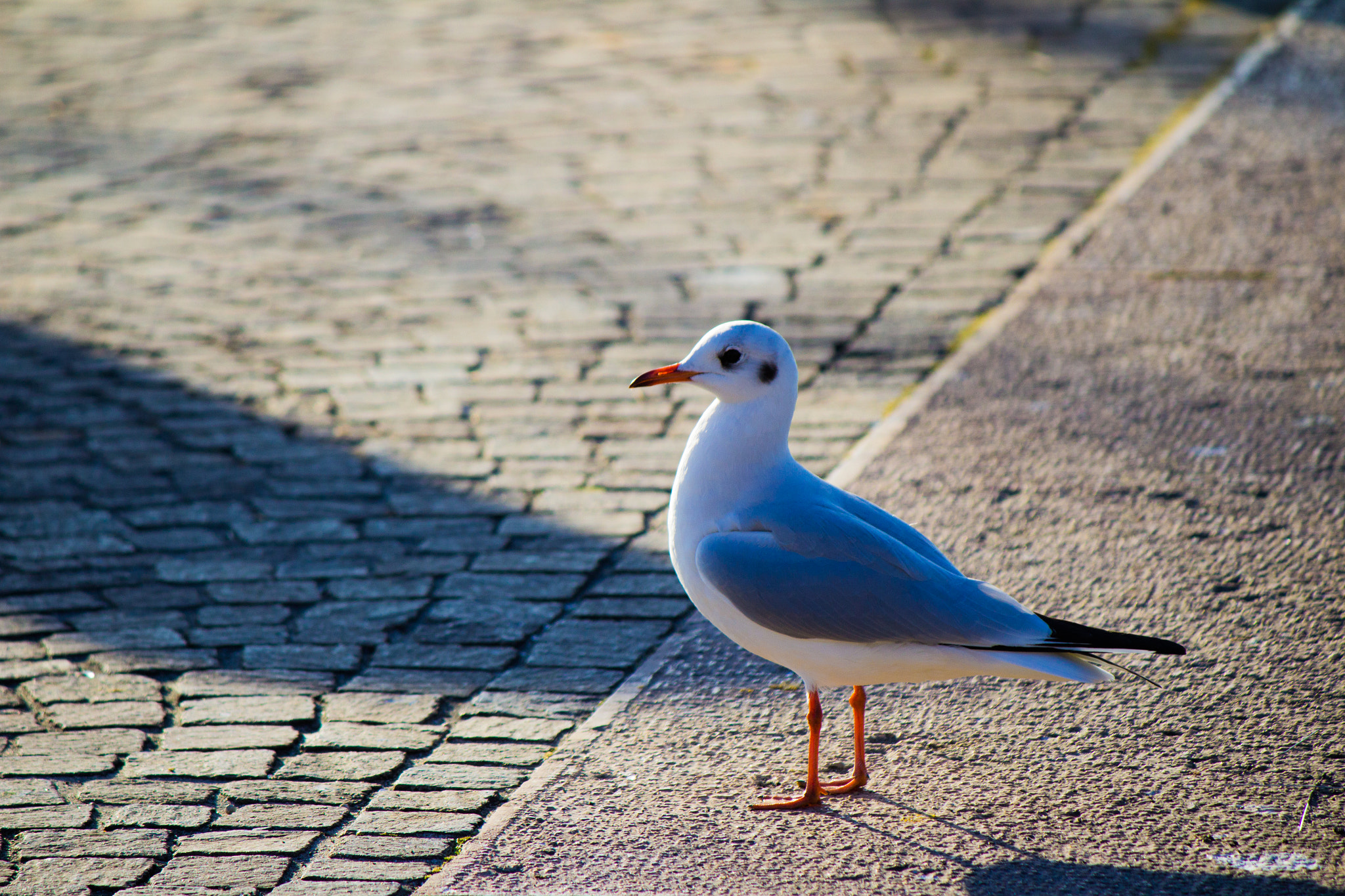 Canon EF-S 55-250mm F4-5.6 IS sample photo. Jonathan livingston photography