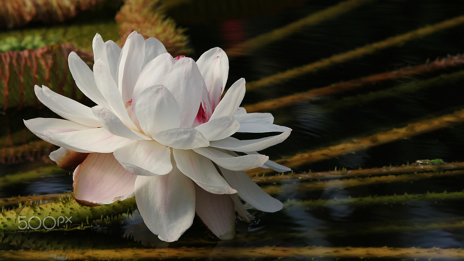 Canon EOS 60D + Canon EF 100-400mm F4.5-5.6L IS USM sample photo. Waterlily photography