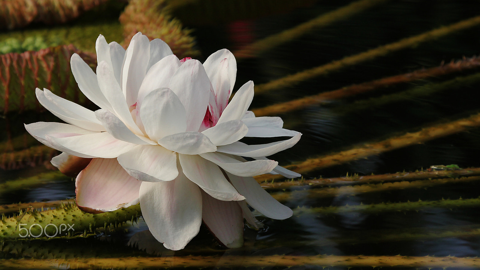 Canon EF 100-400mm F4.5-5.6L IS USM sample photo. Waterlily photography