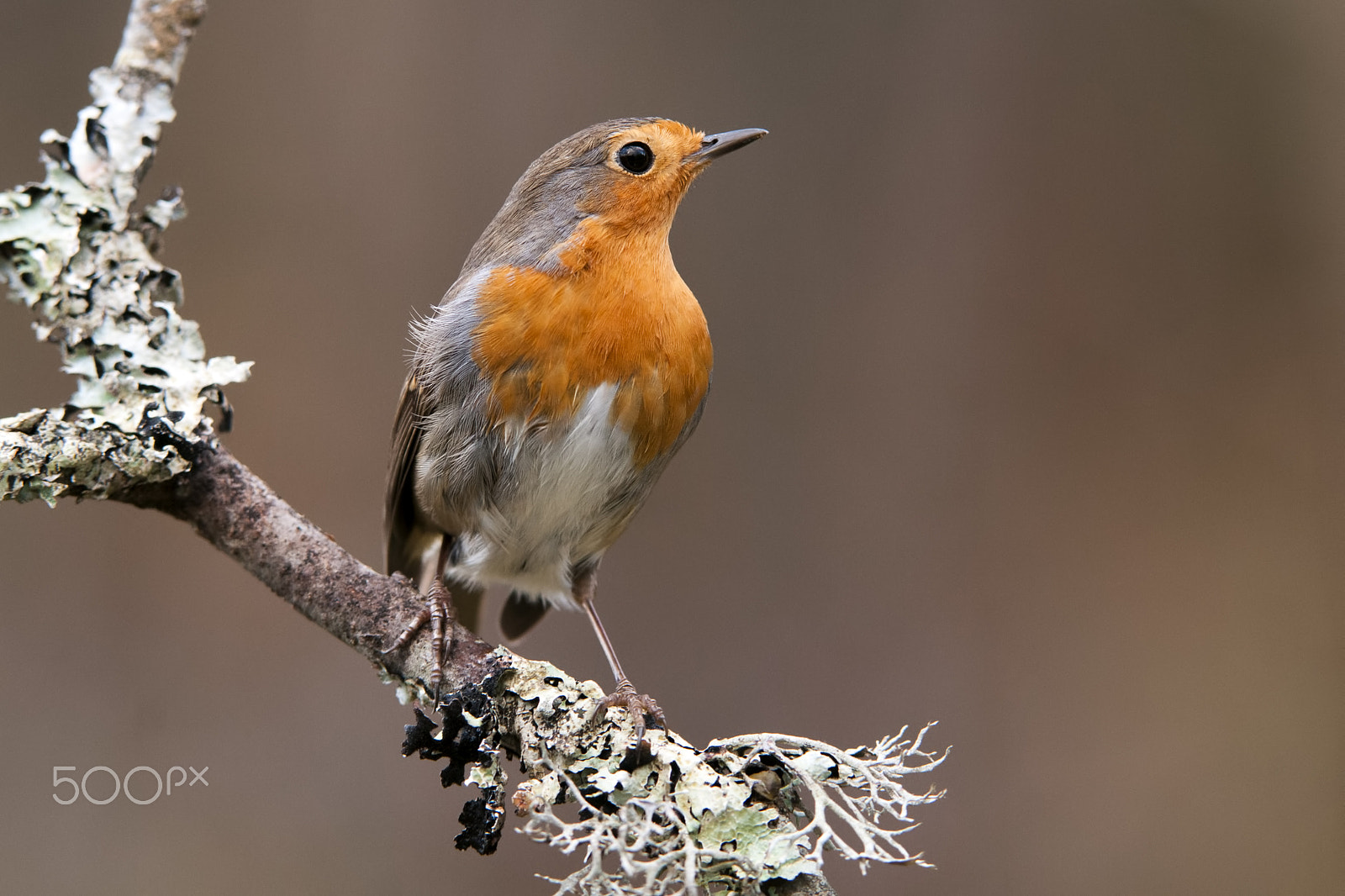 Nikon AF-S Nikkor 200-400mm F4G ED-IF VR sample photo. Erithacus rubecula photography